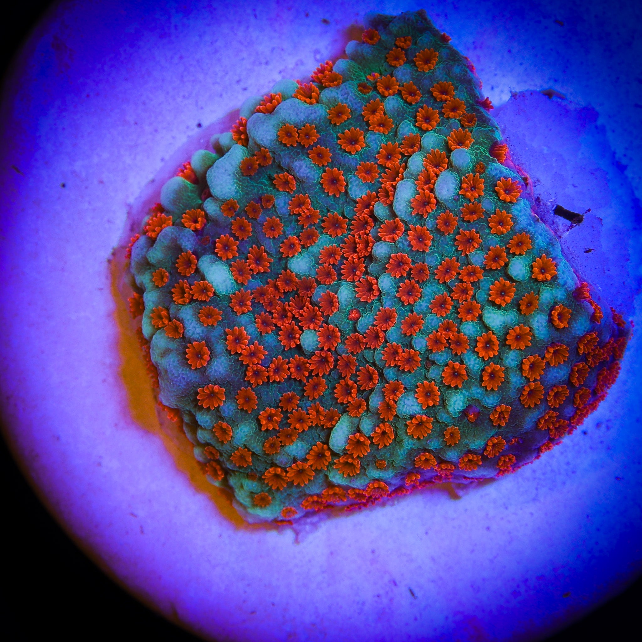 SEASONS GREETINGS MONTIPORA