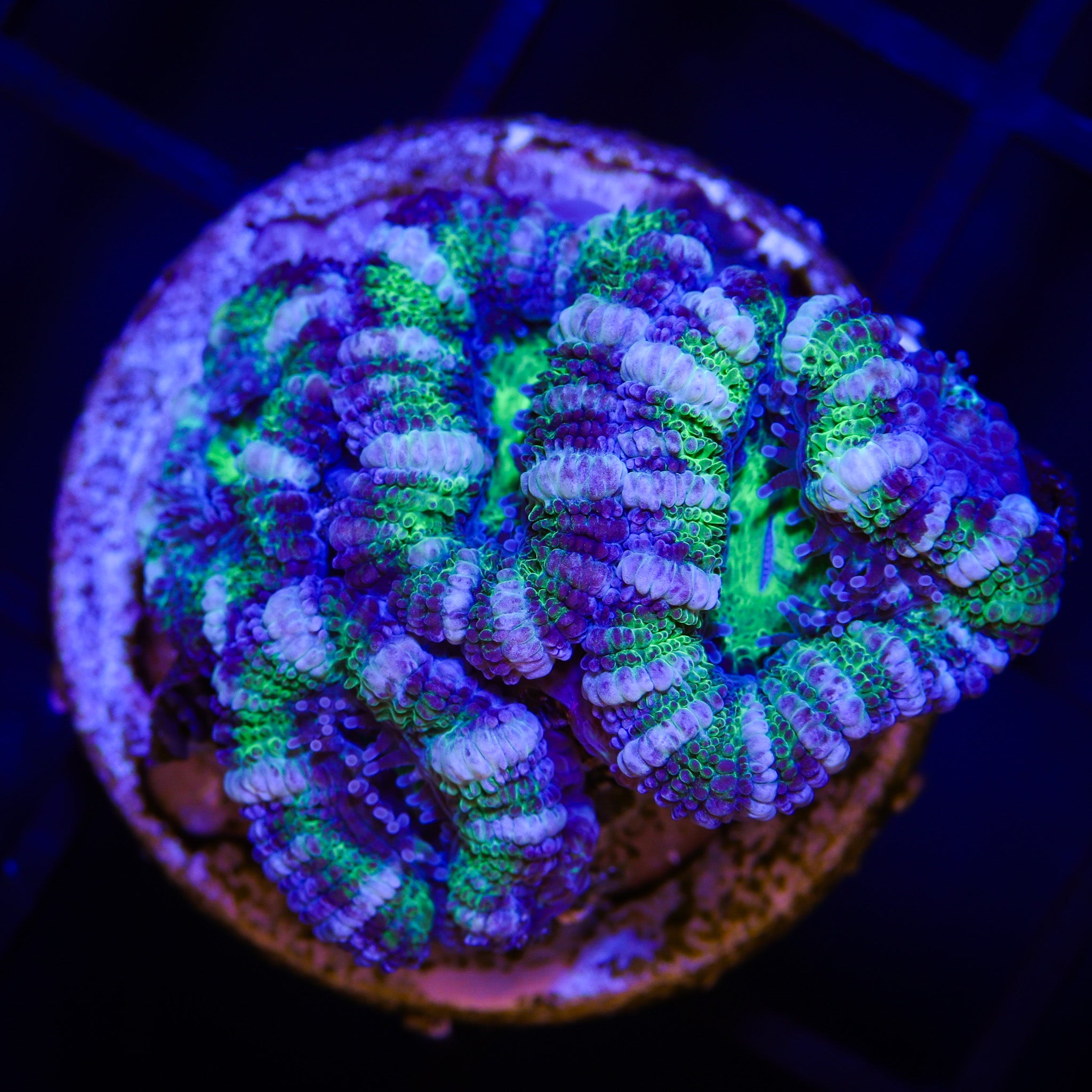 INCREDIBLE HULK ACAN