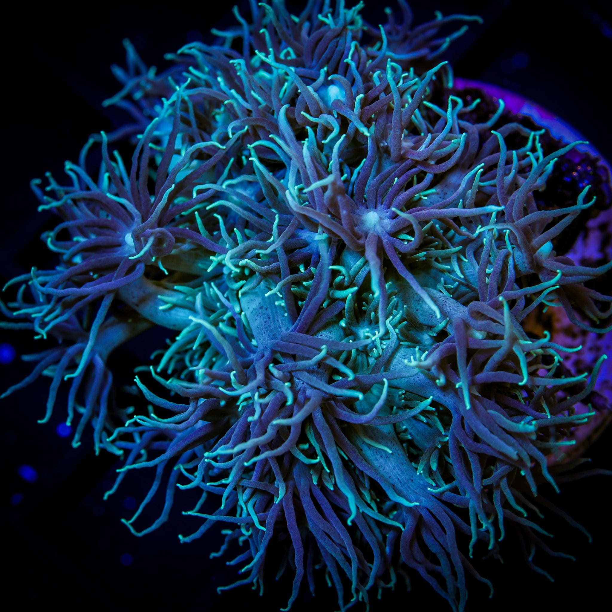 PURPLE BLISS GONIOPORA