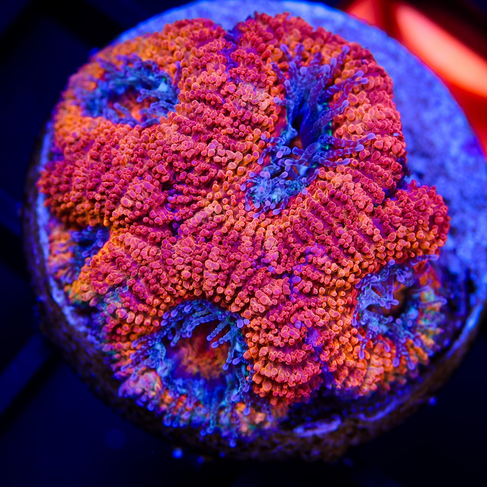 RAINBOW ACAN