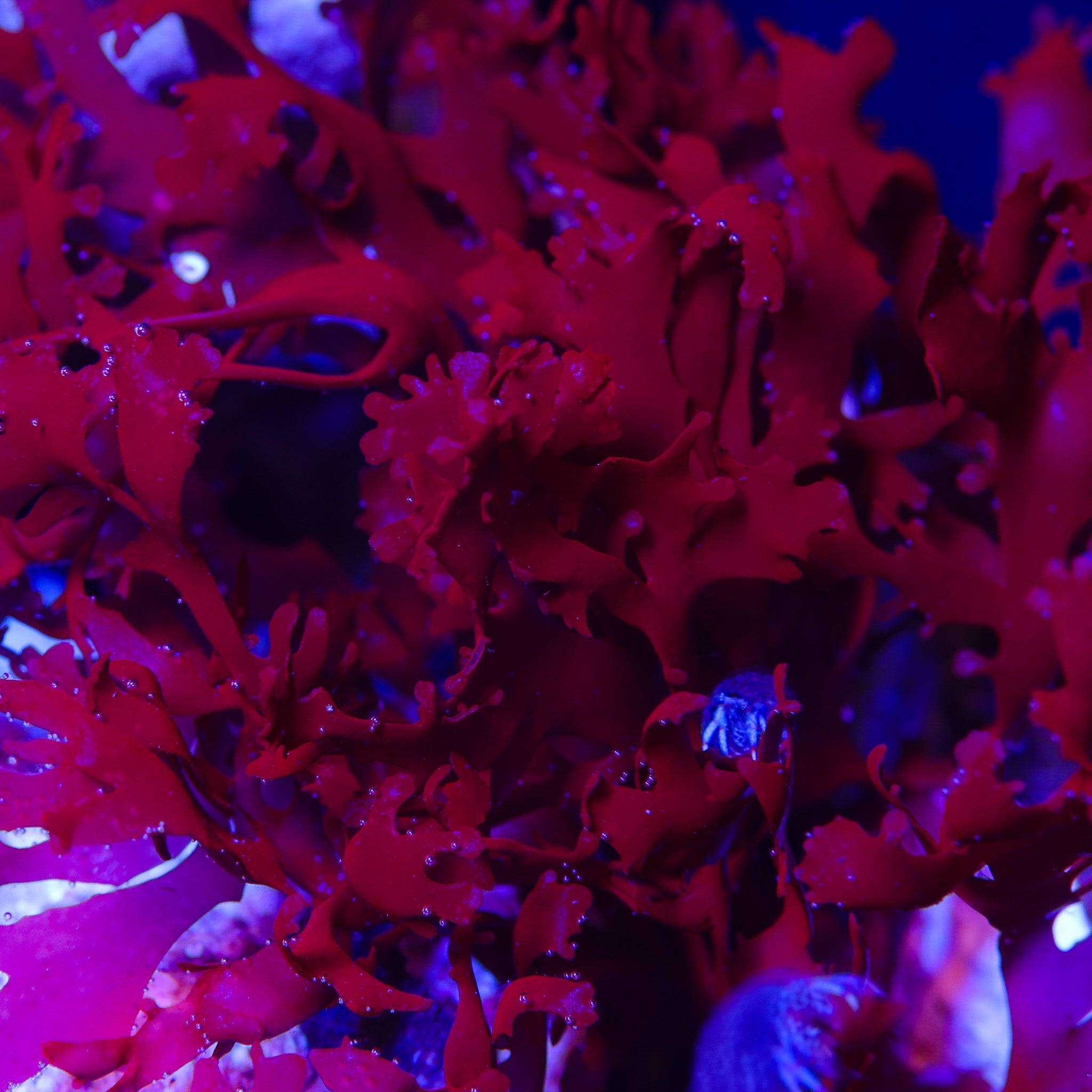 DRAGON'S BREATH MACROALGAE