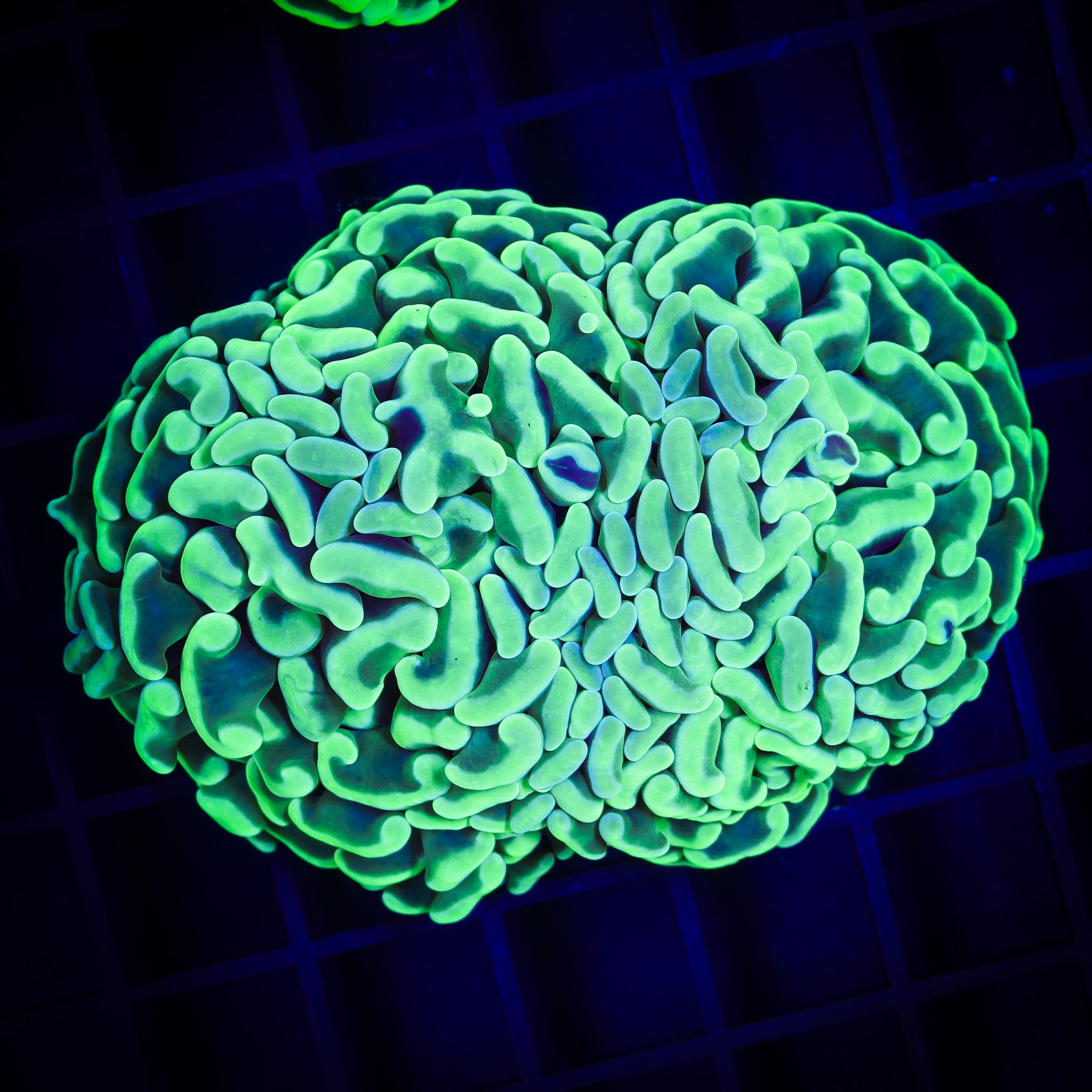 AUSSIE CANARY BRANCHING HAMMER