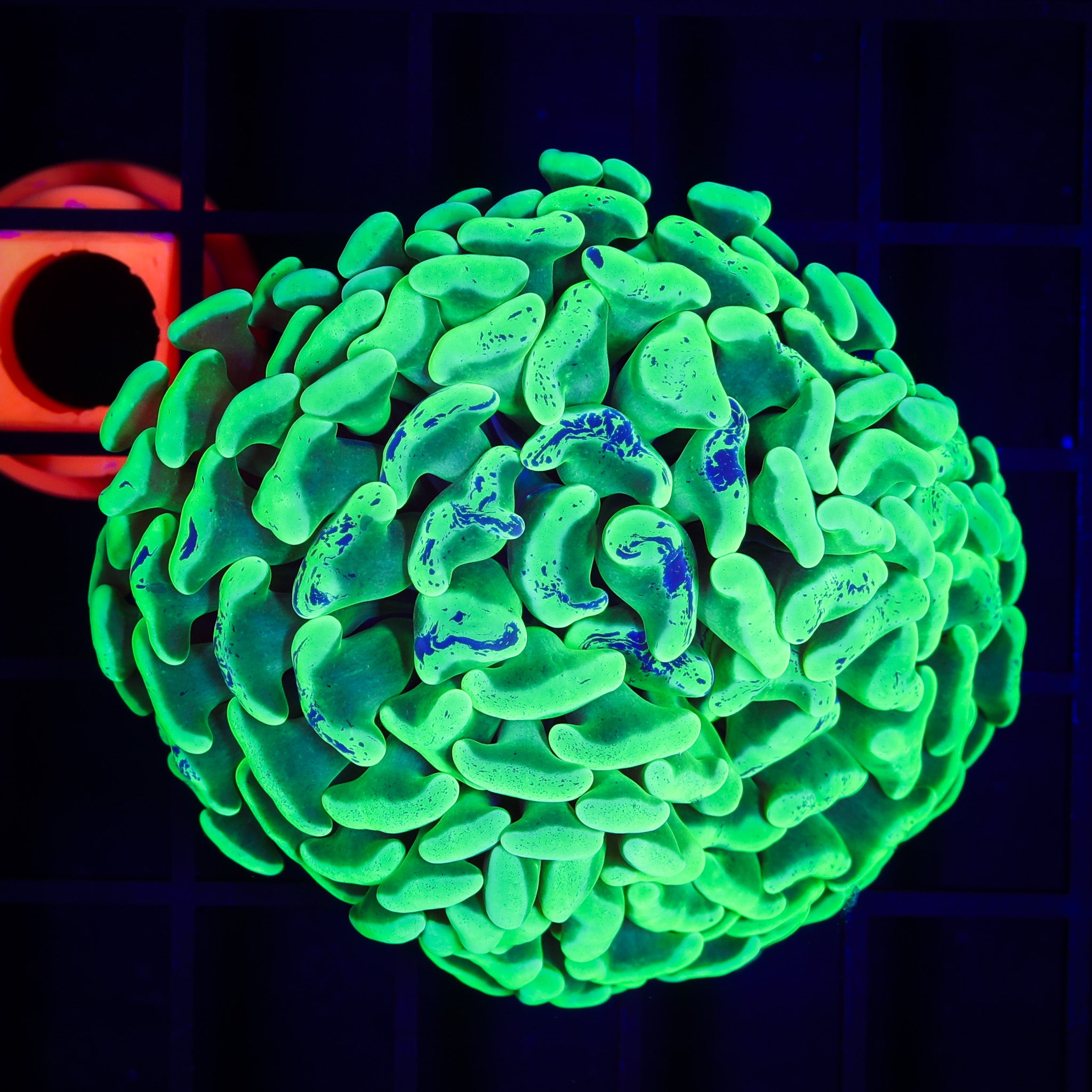 RADIOACTIVE SPLATTER BRANCHING HAMMER