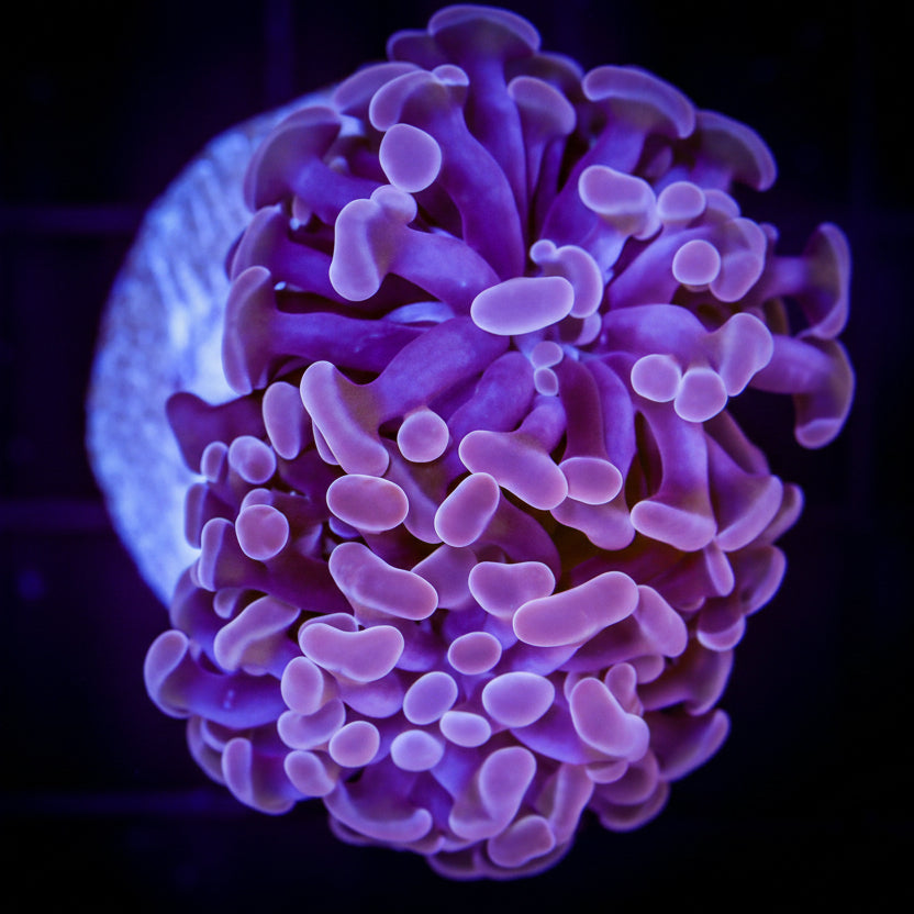 ROSE GOLD BRANCHING HAMMER