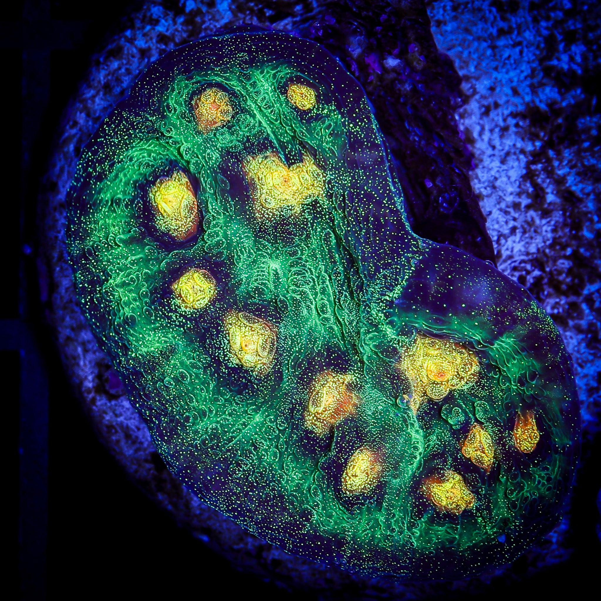 RAJA RAMPAGE CHALICE