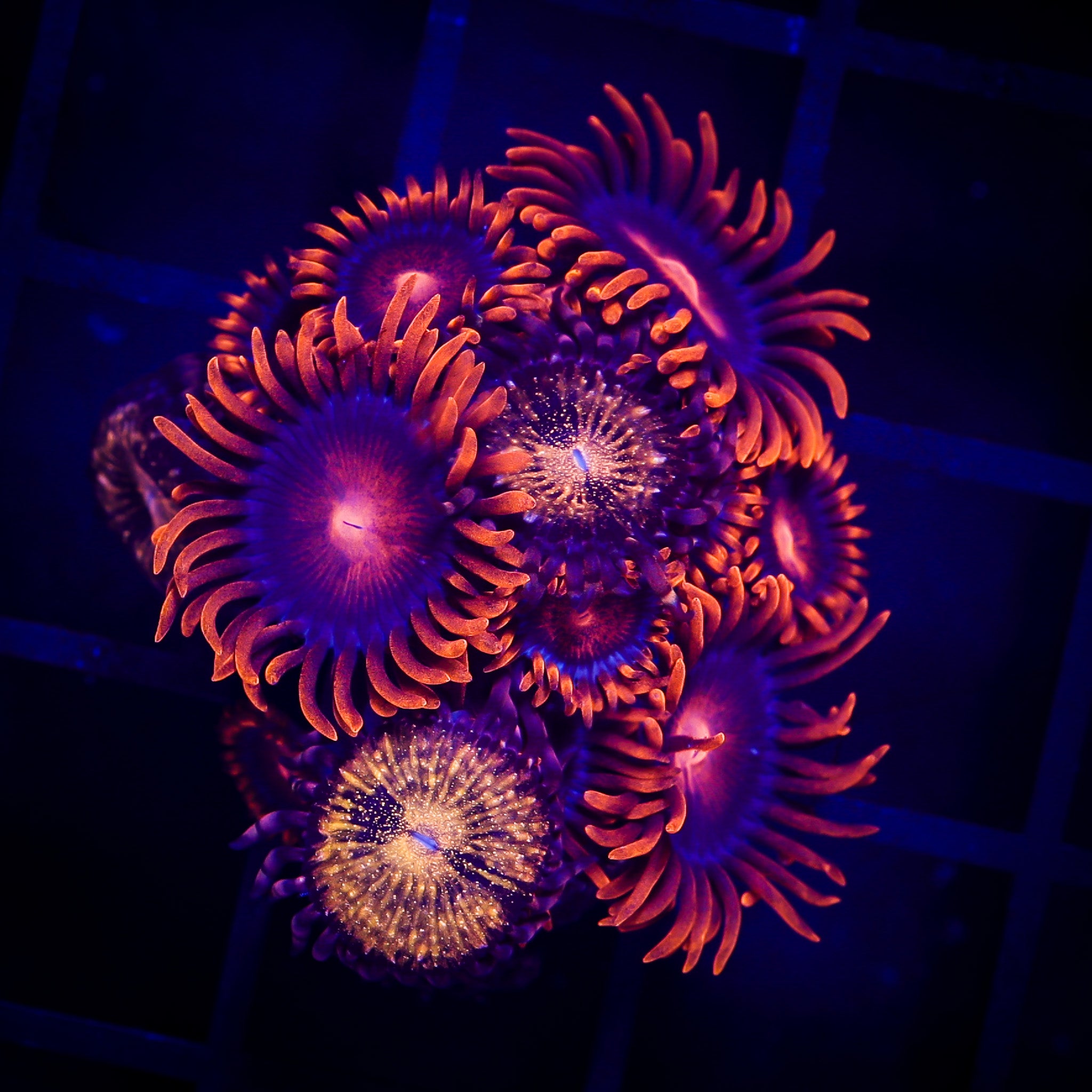 BAM BAM/PANDORA ZOANTHID COMBO