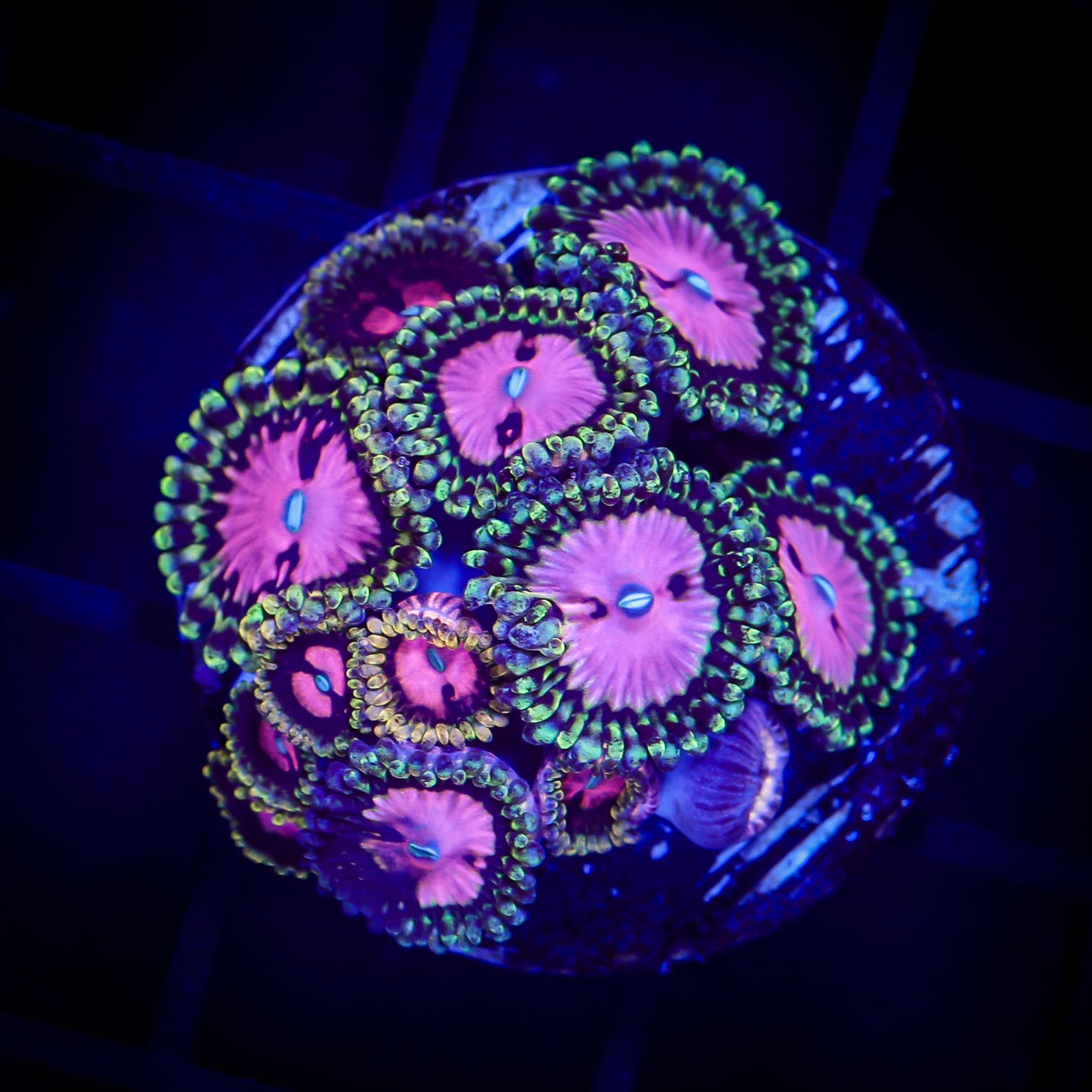 PINK DIAMONDS ZOANTHID