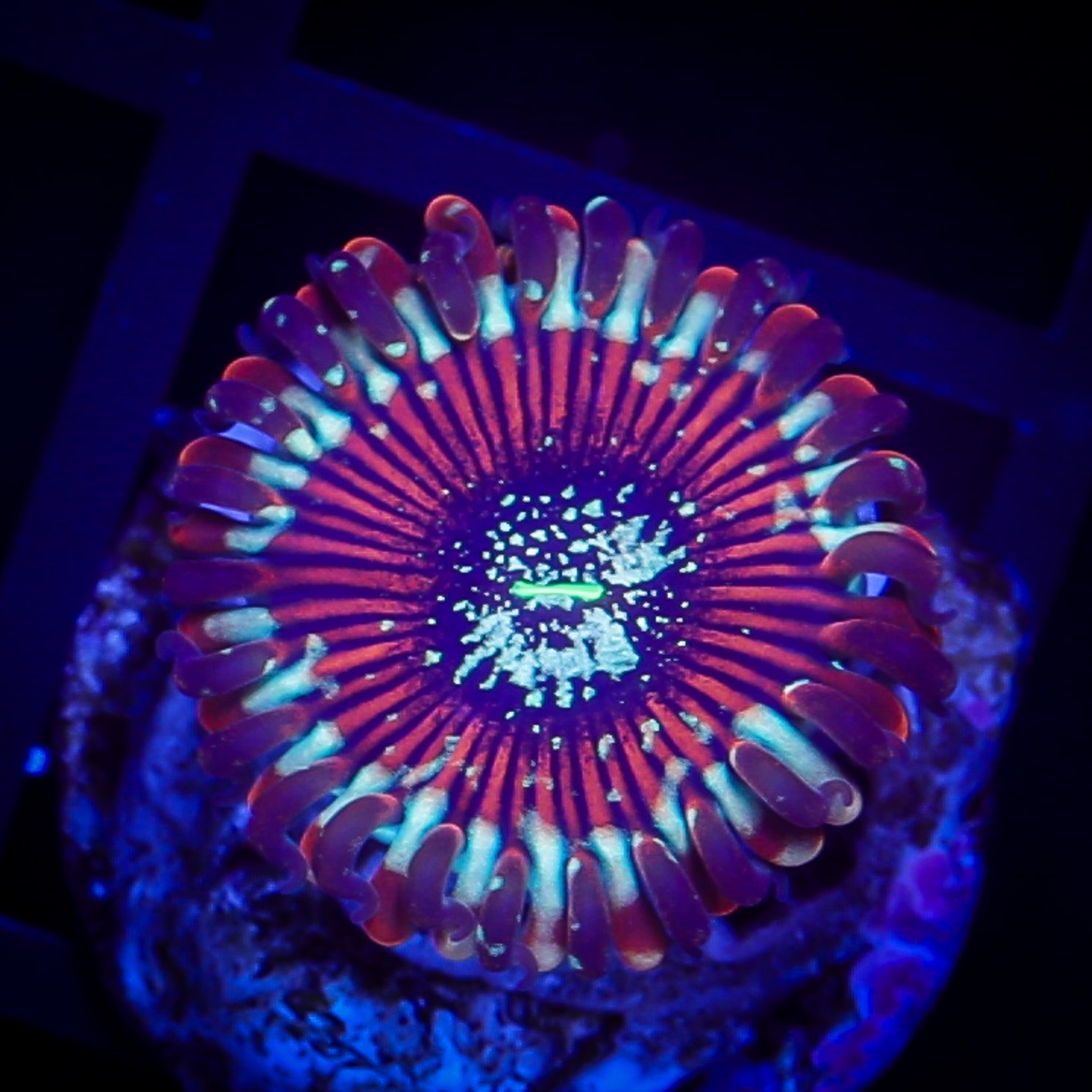 TRG HOOLIGAN ZOANTHID
