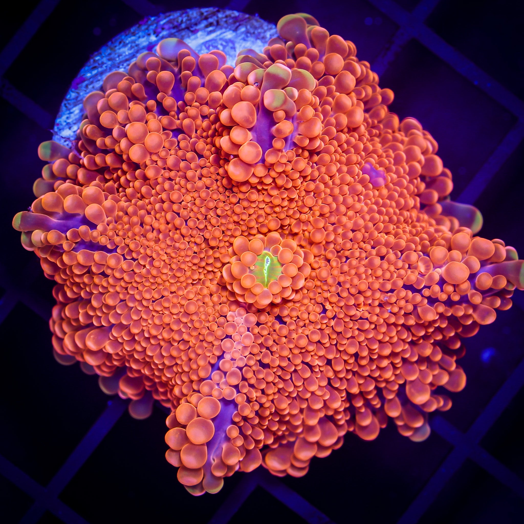 SUNSET YUMA RICORDIA