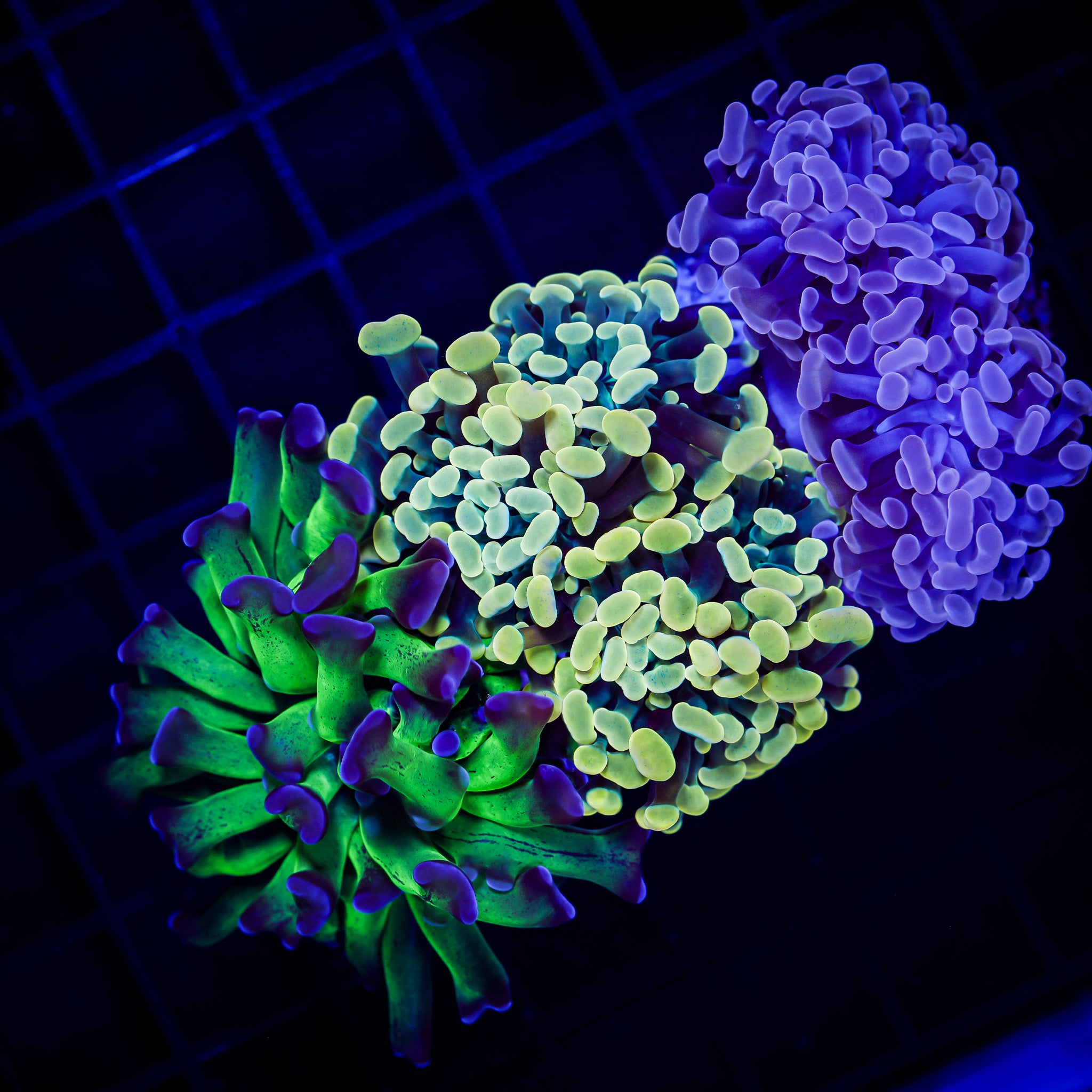 BRANCHING HAMMER GARDEN