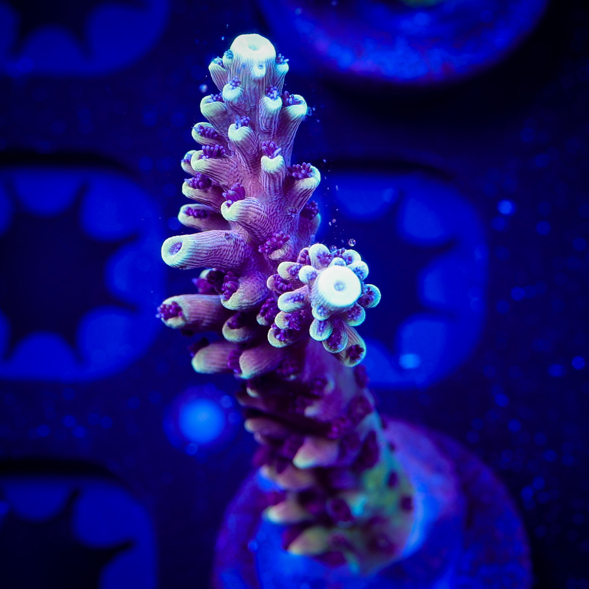 RED CADILLAC ACROPORA