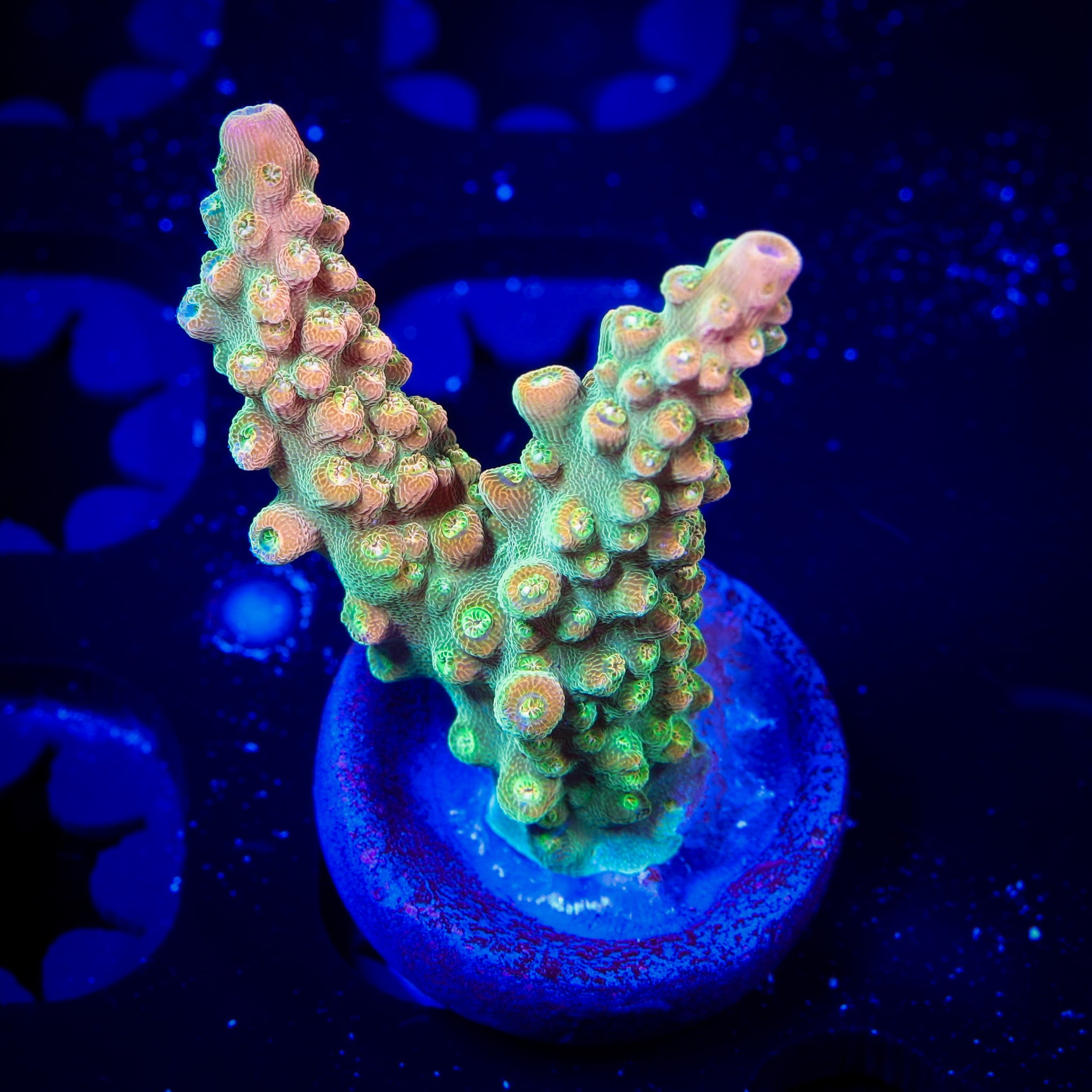 ORANGE CREAMSICKLE ACROPORA