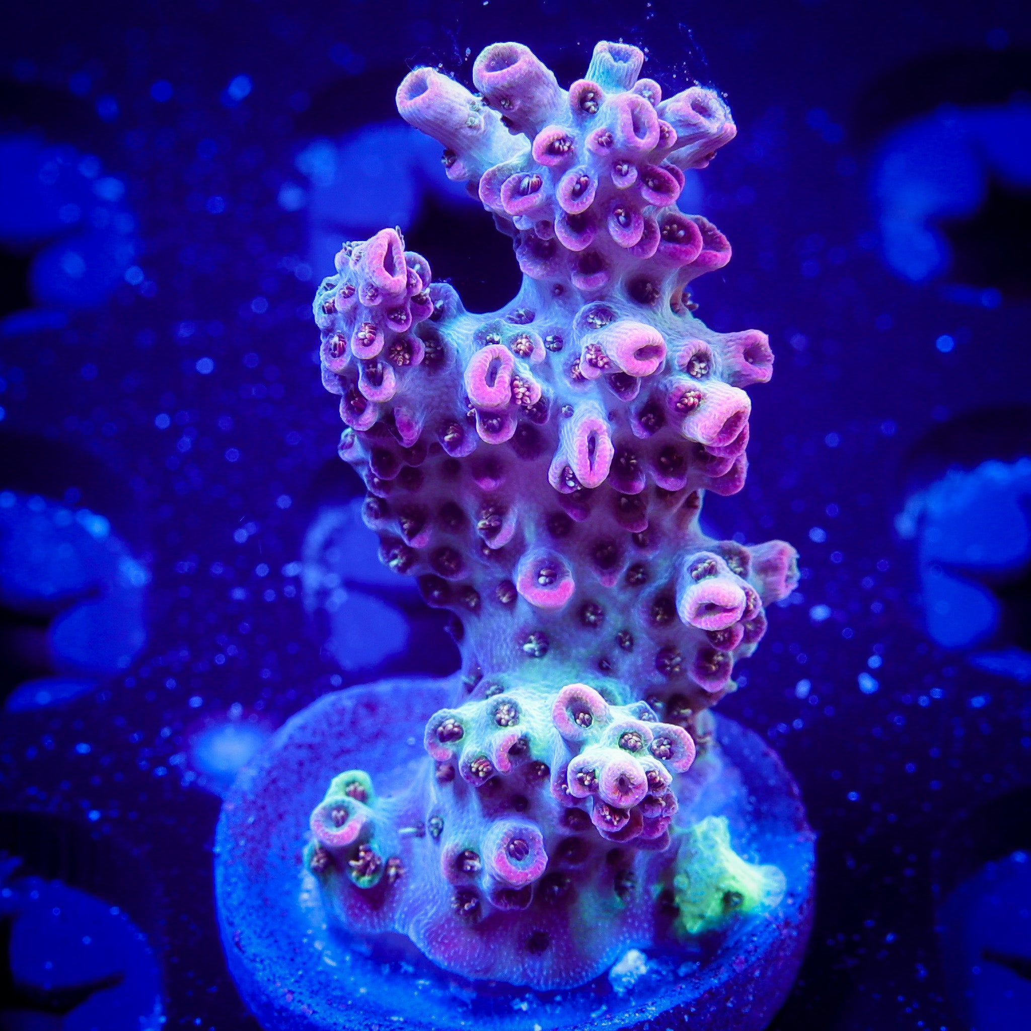 WWC HEARTBREAKER ACROPORA