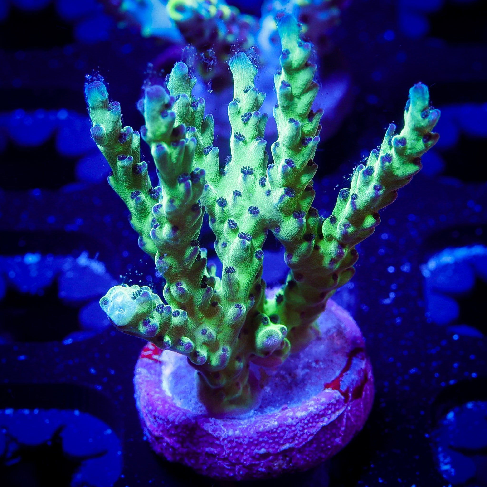 JF LEMONGRASS ACROPORA