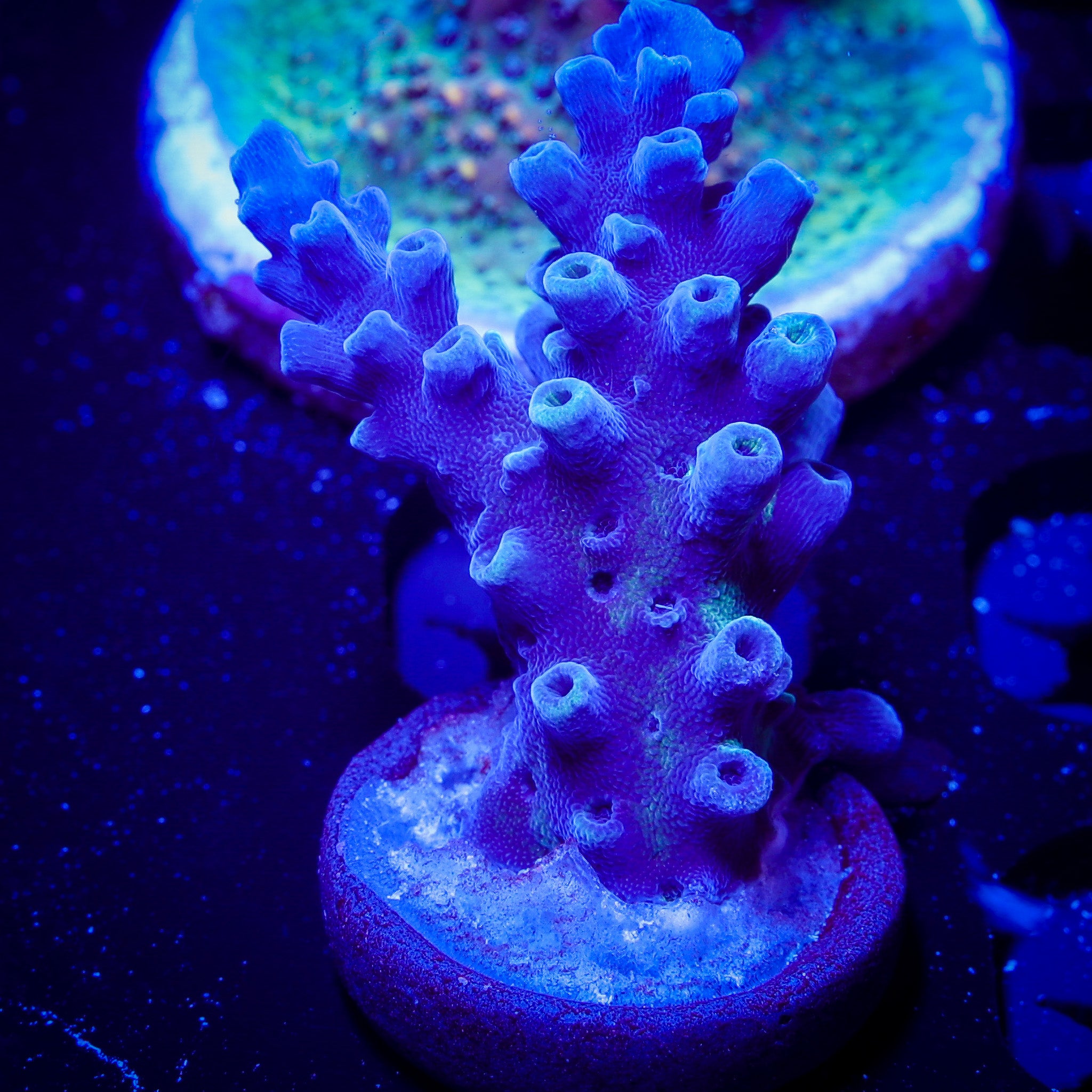 BLUE TORT ACROPORA