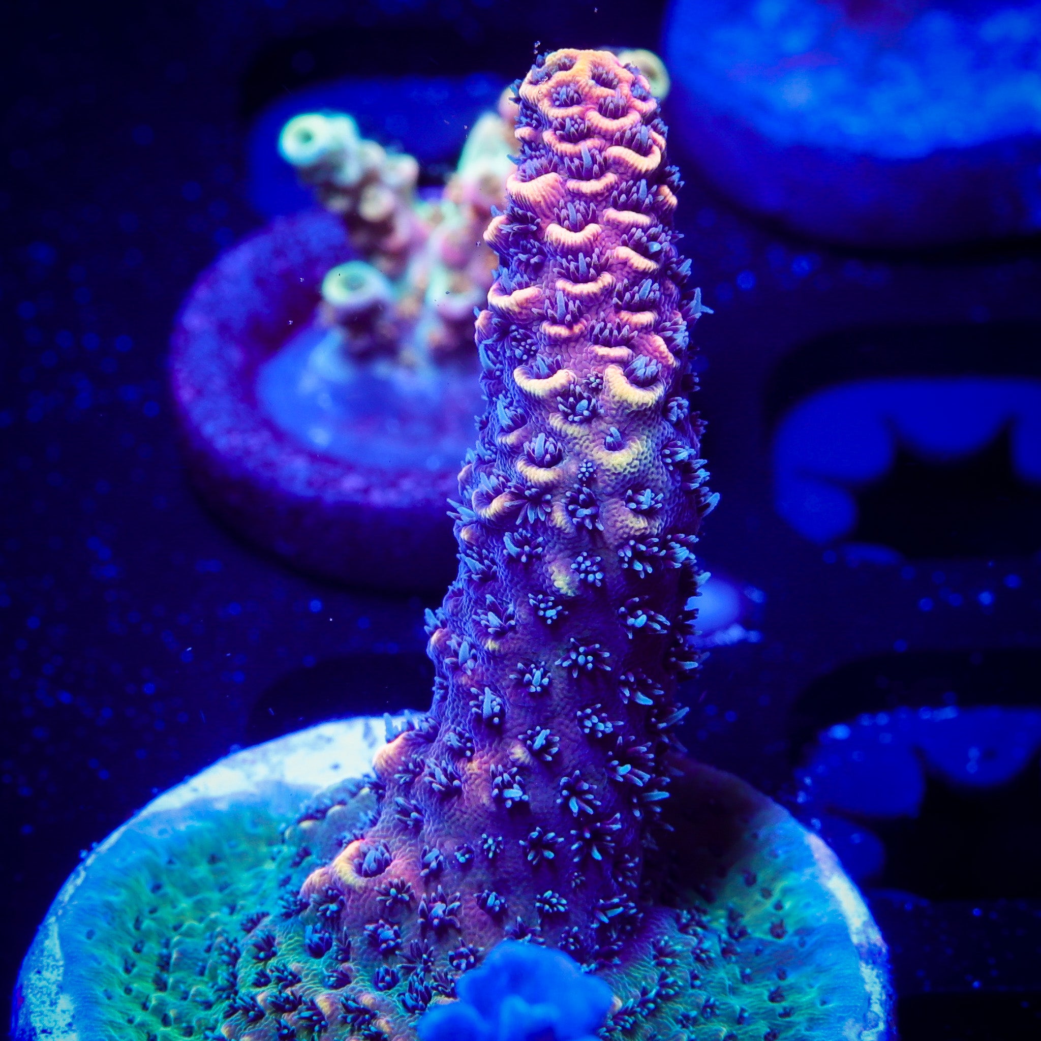 SOLAR FLARE MILLEPORA
