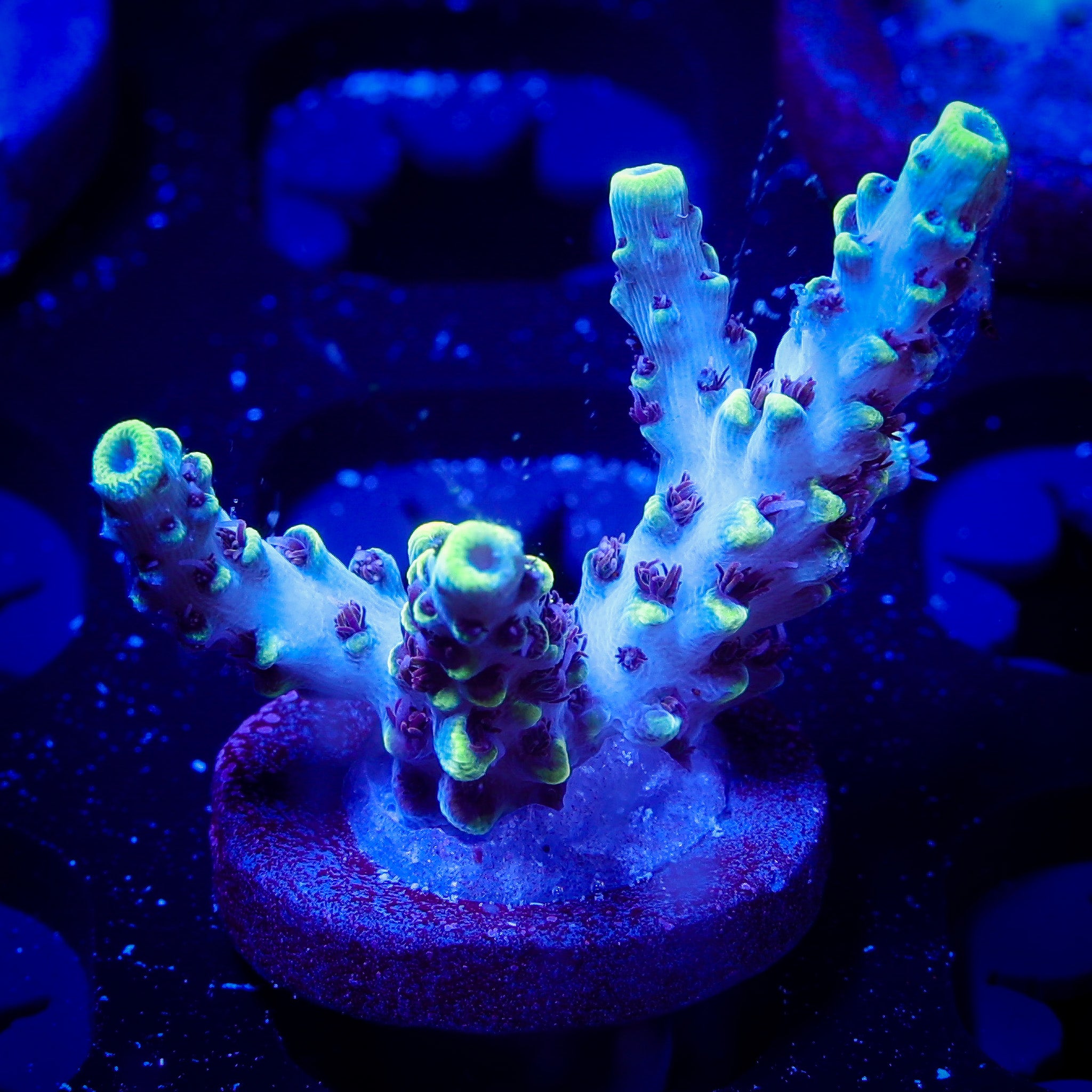 TRG HERBIE ACROPORA