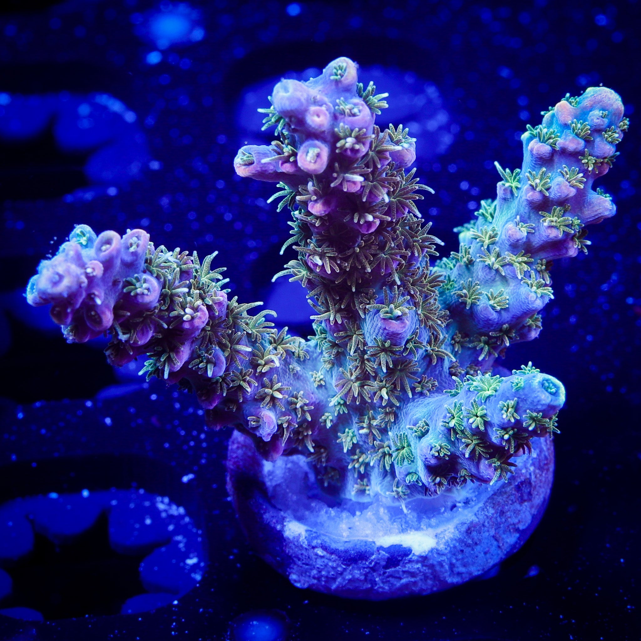 VOODOO MAGIC ACROPORA