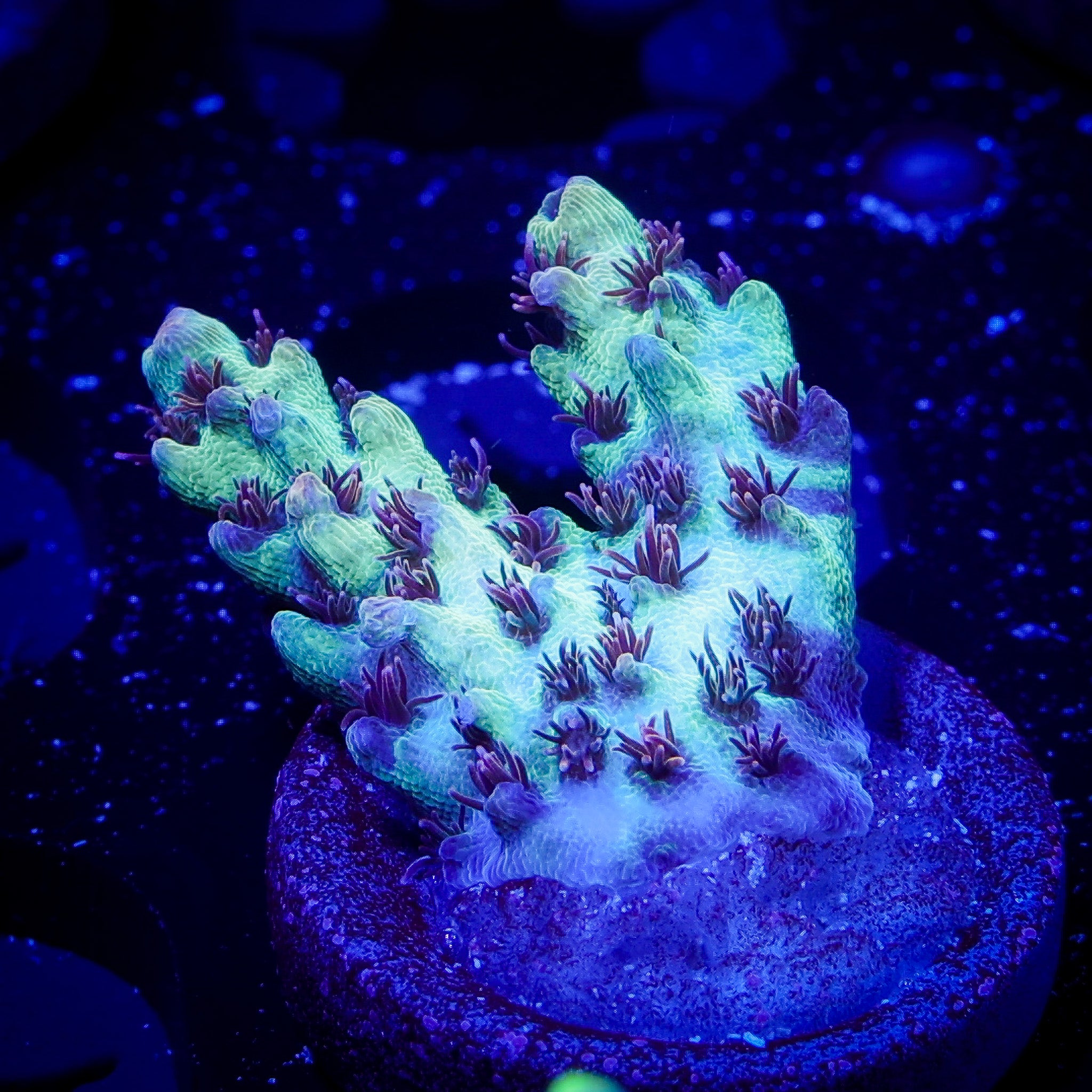 STRAWBERRY SHORTCAKE ACROPORA