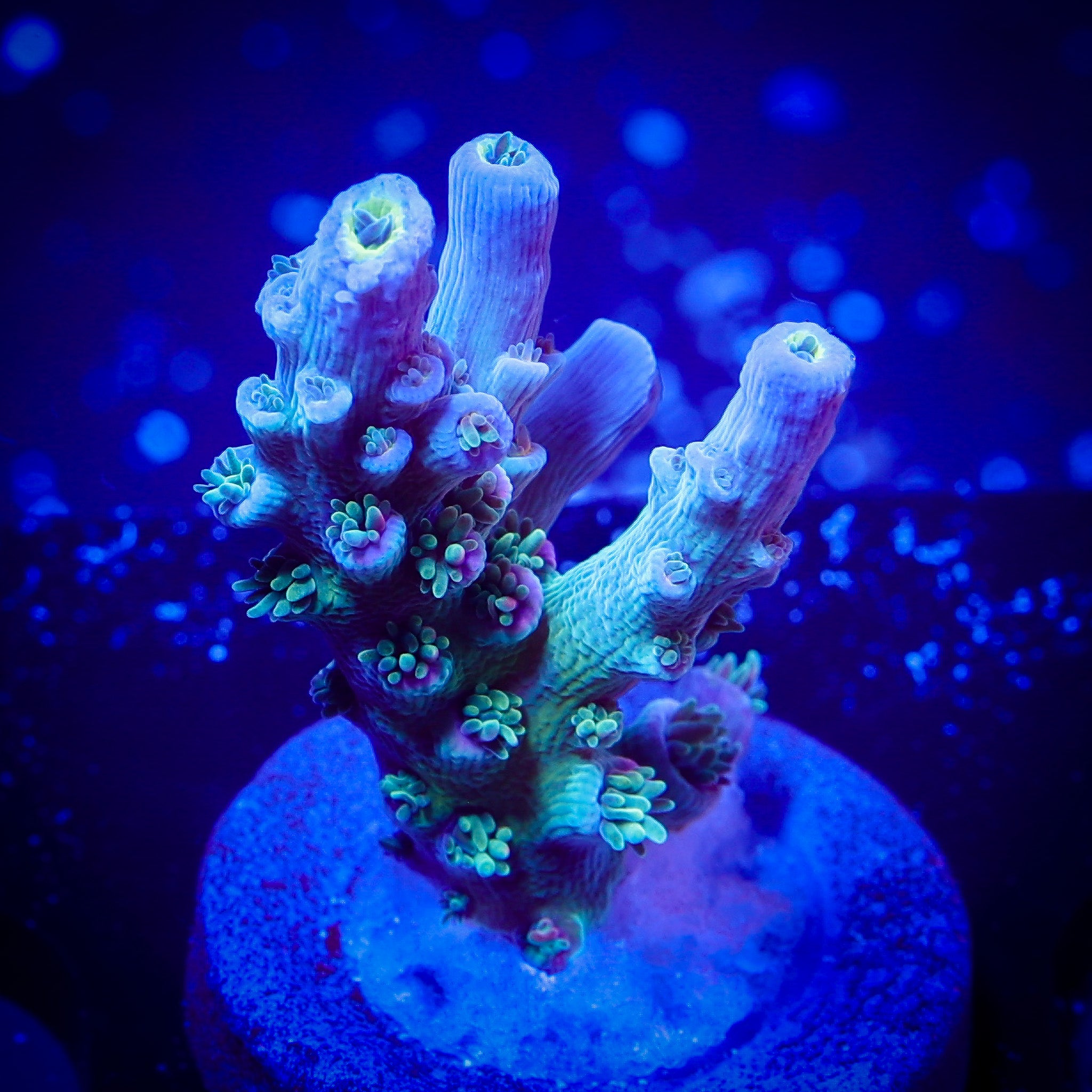JF BLOWTORCH ACROPORA