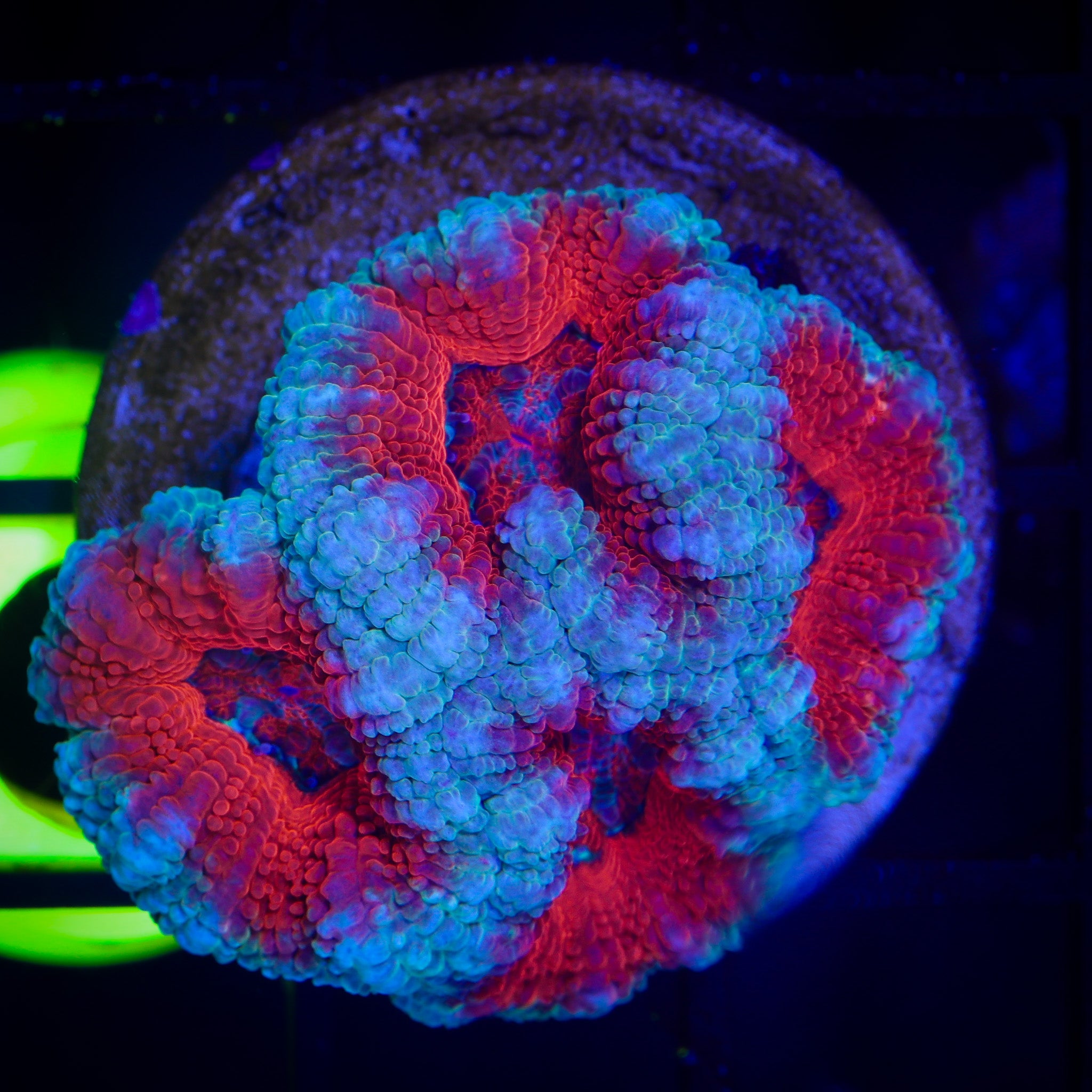 AUSSIE SUPERMAN ACAN