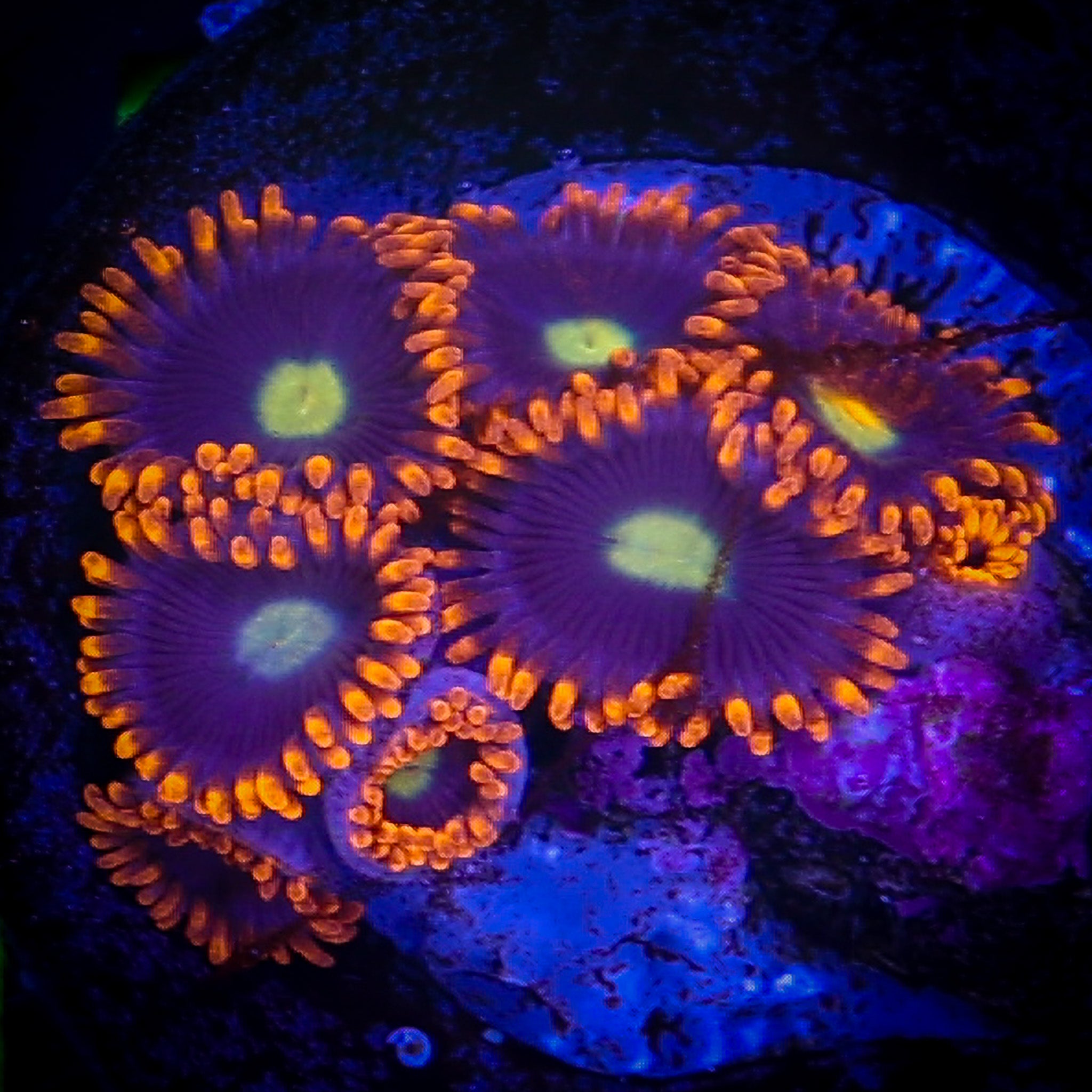 HABANERO ZOA