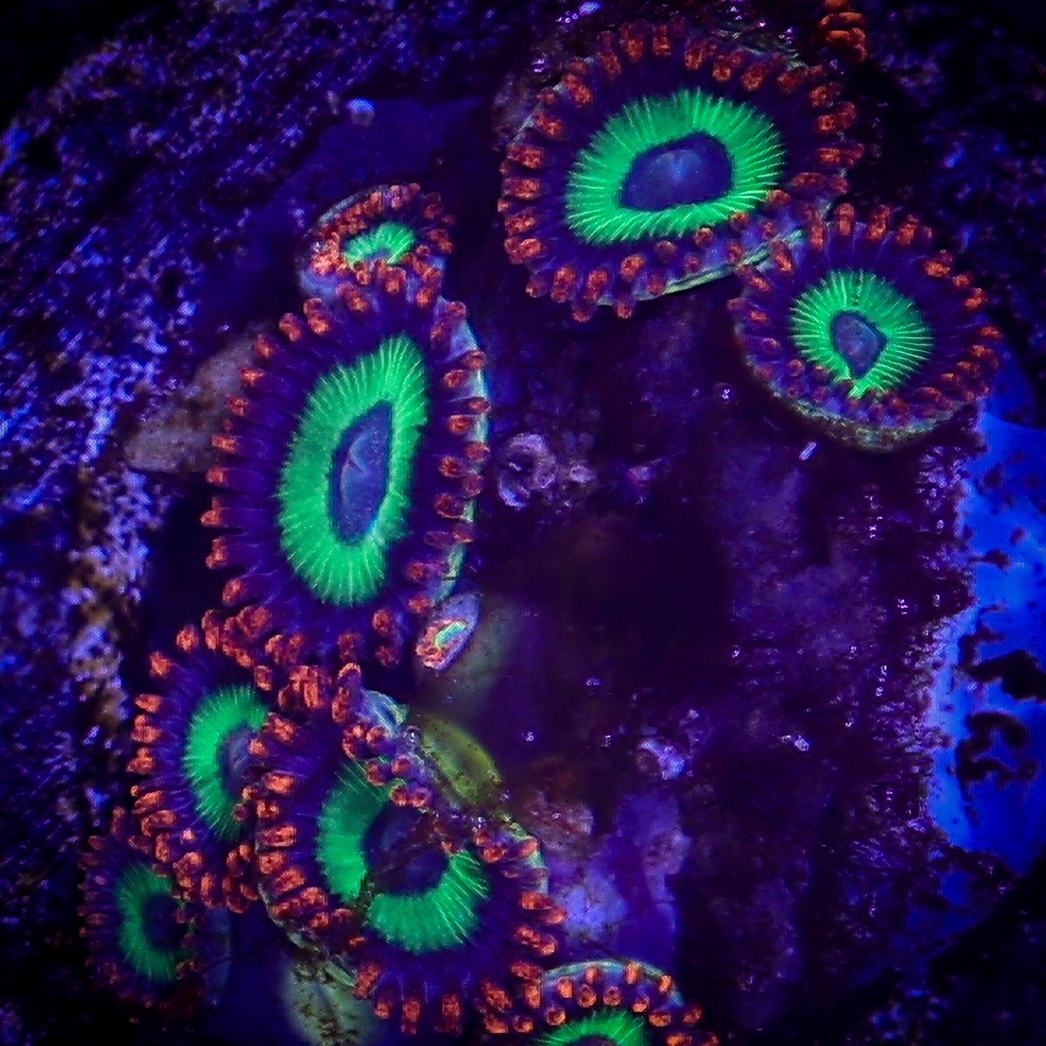 FRUIT LOOPS ZOA