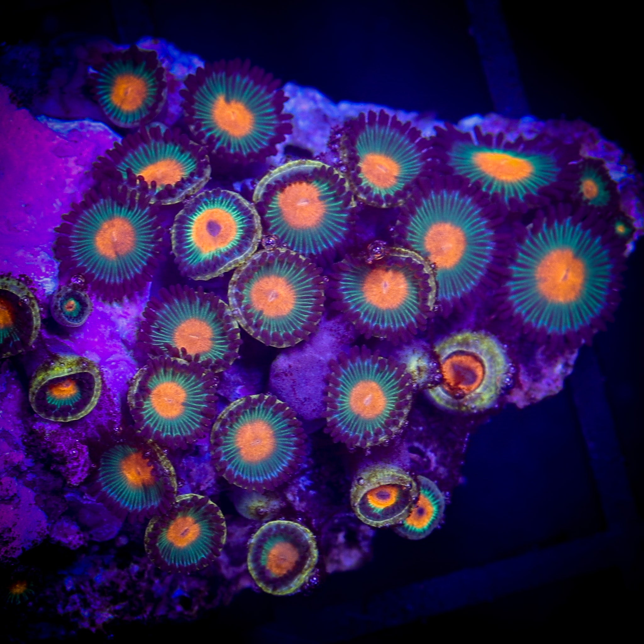 GORILLA NIPPLES ZOA MINI COLONY