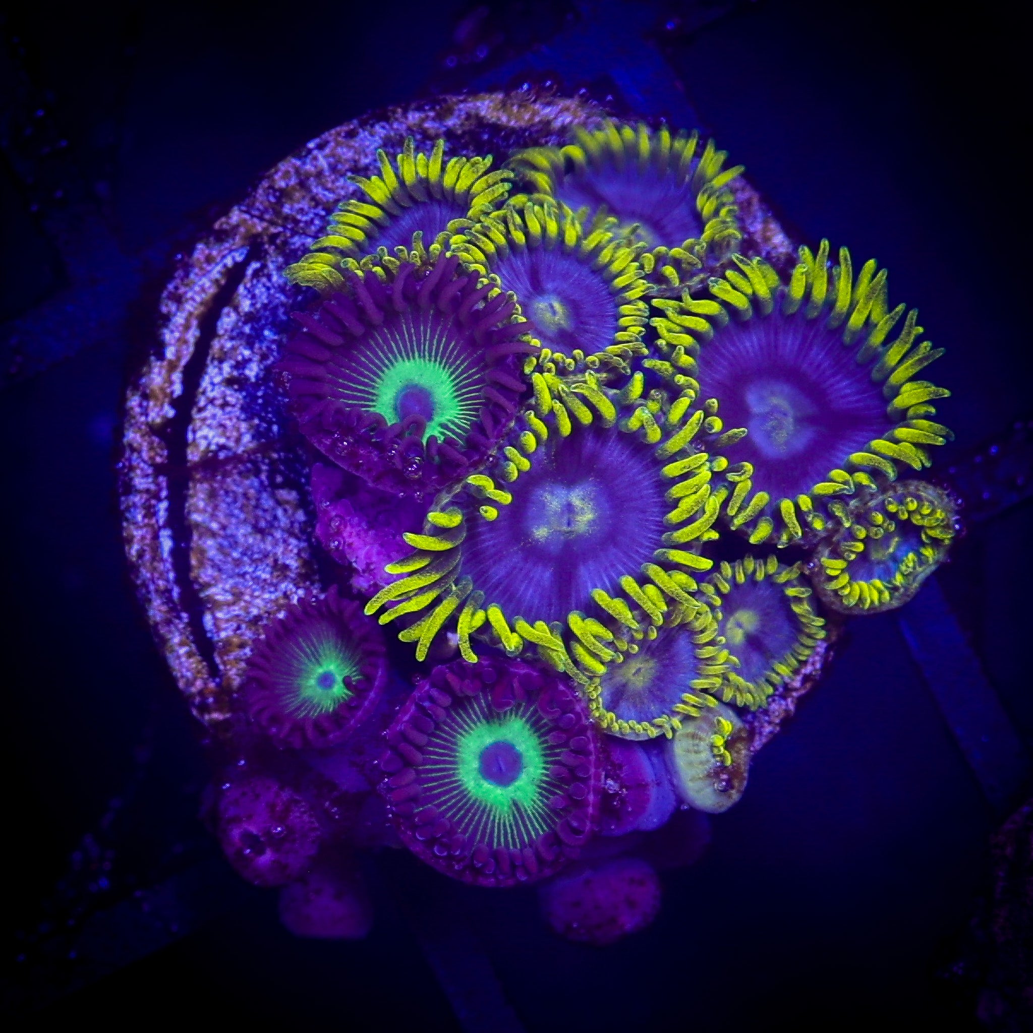 MEAN GREEN/BLUEBERRY FIELDS ZOA COMBO