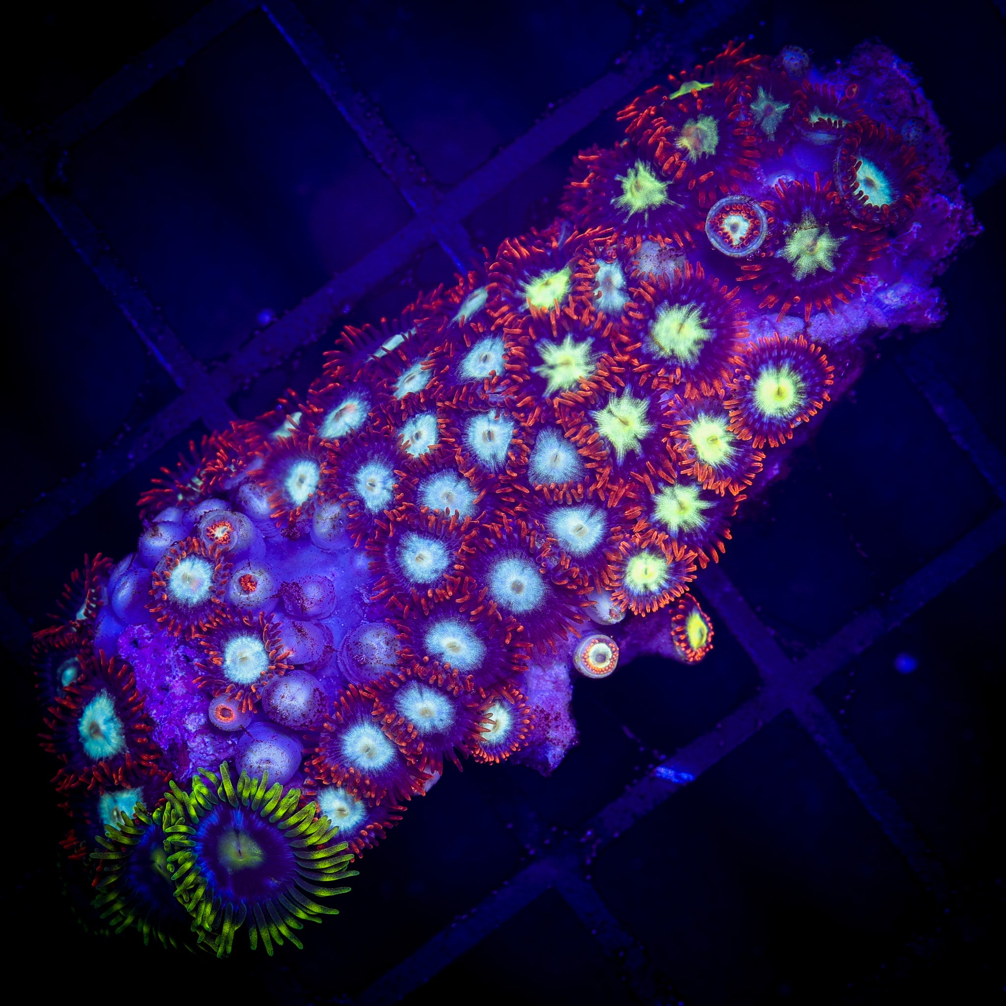 FIJI ZOA COMBO ROCK