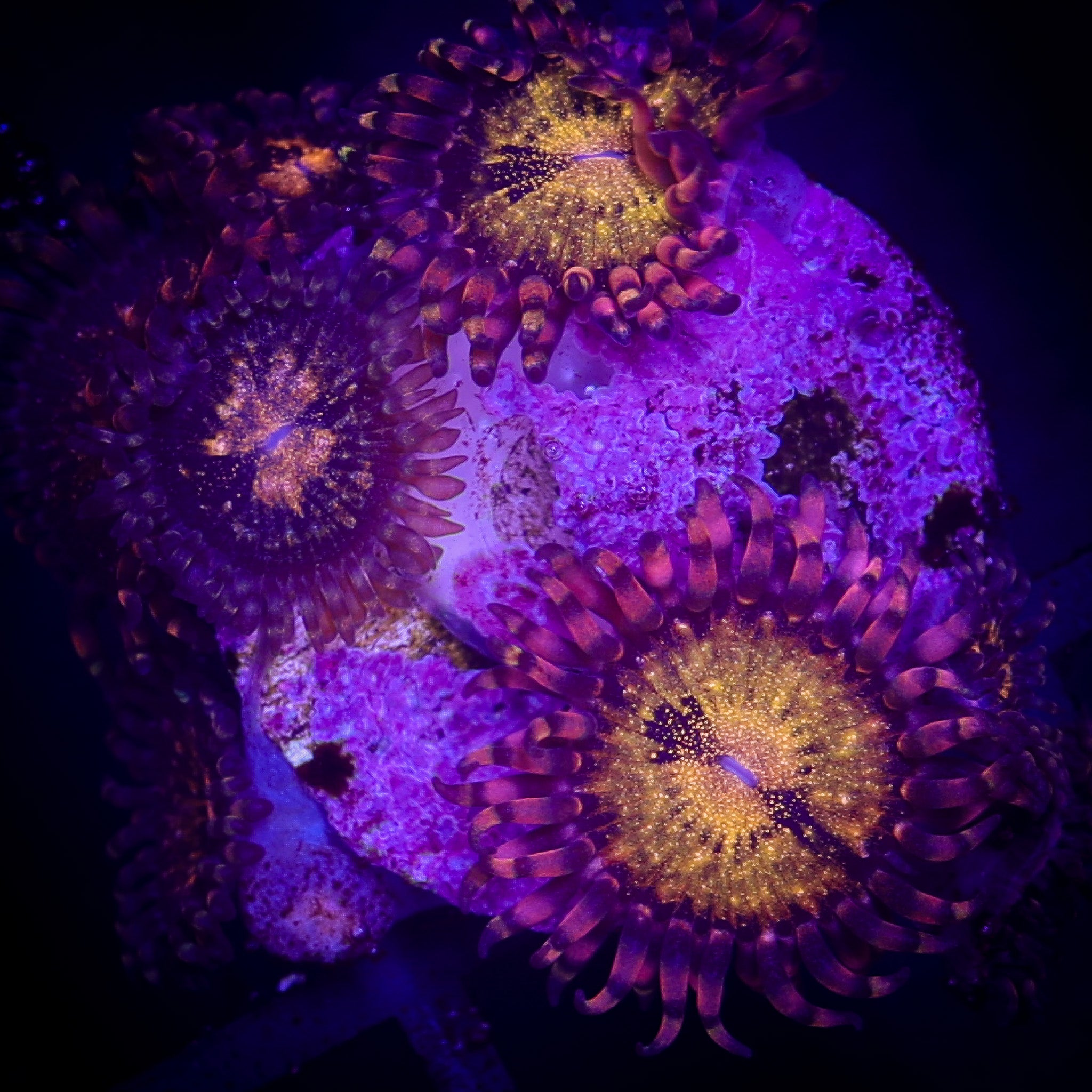 PANDORA ZOA