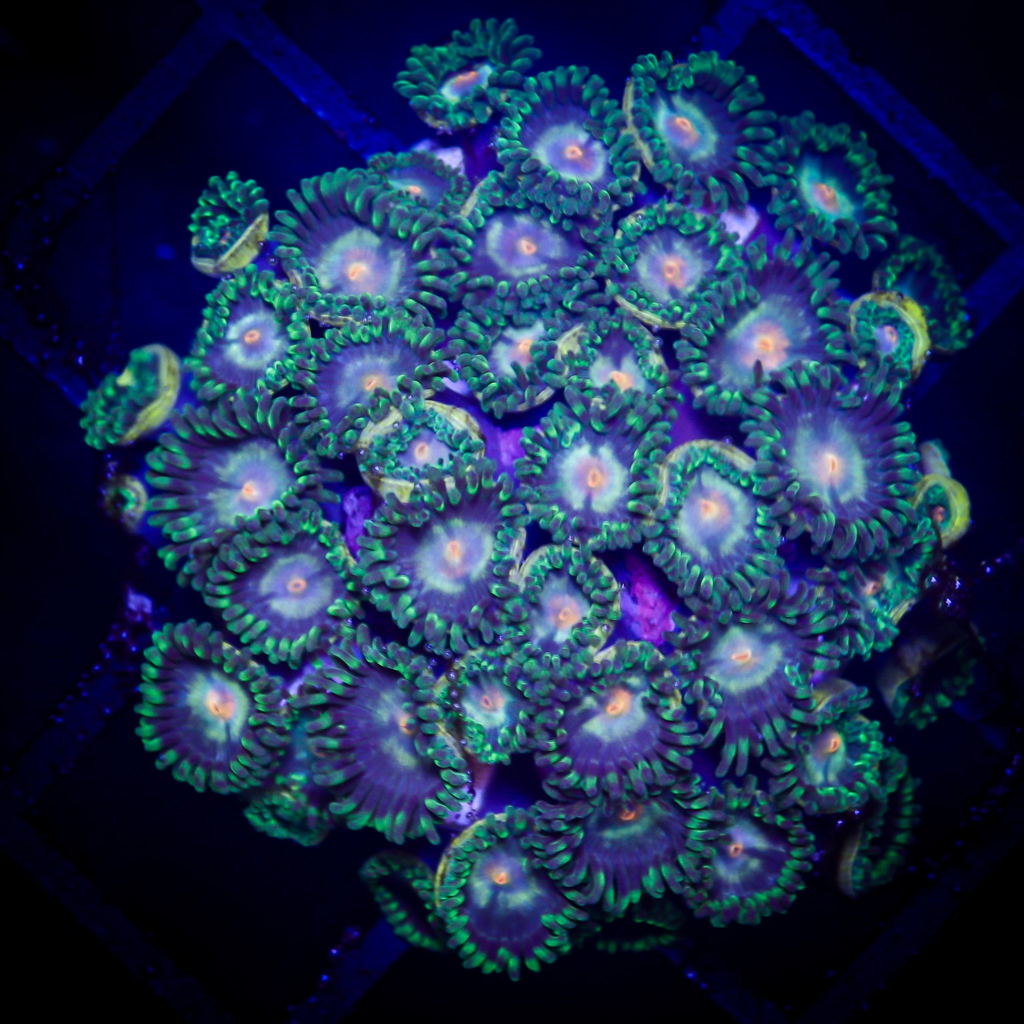 BIRDS OF PREY ZOA COLONY
