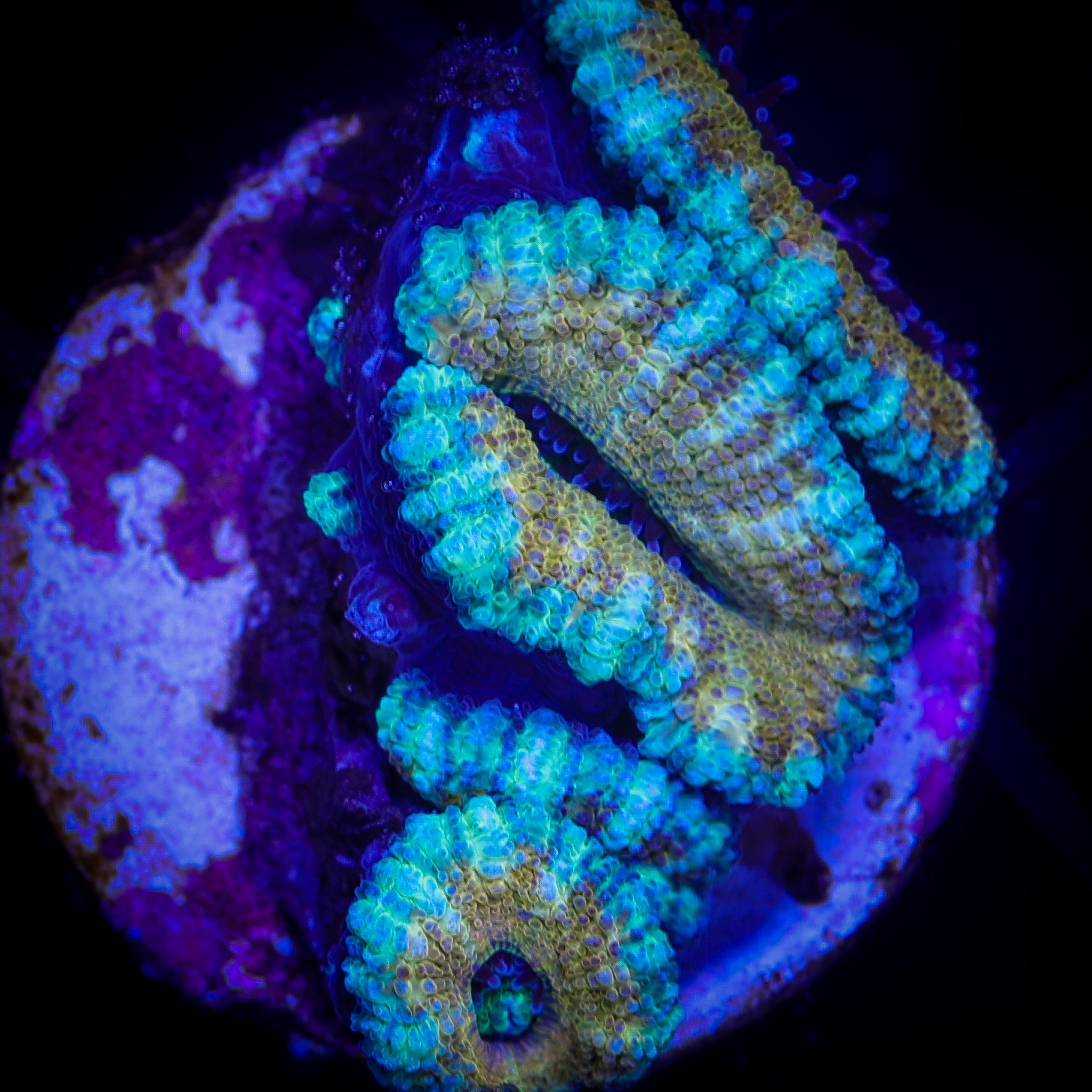 AQUA GOLD ULTRA ACAN