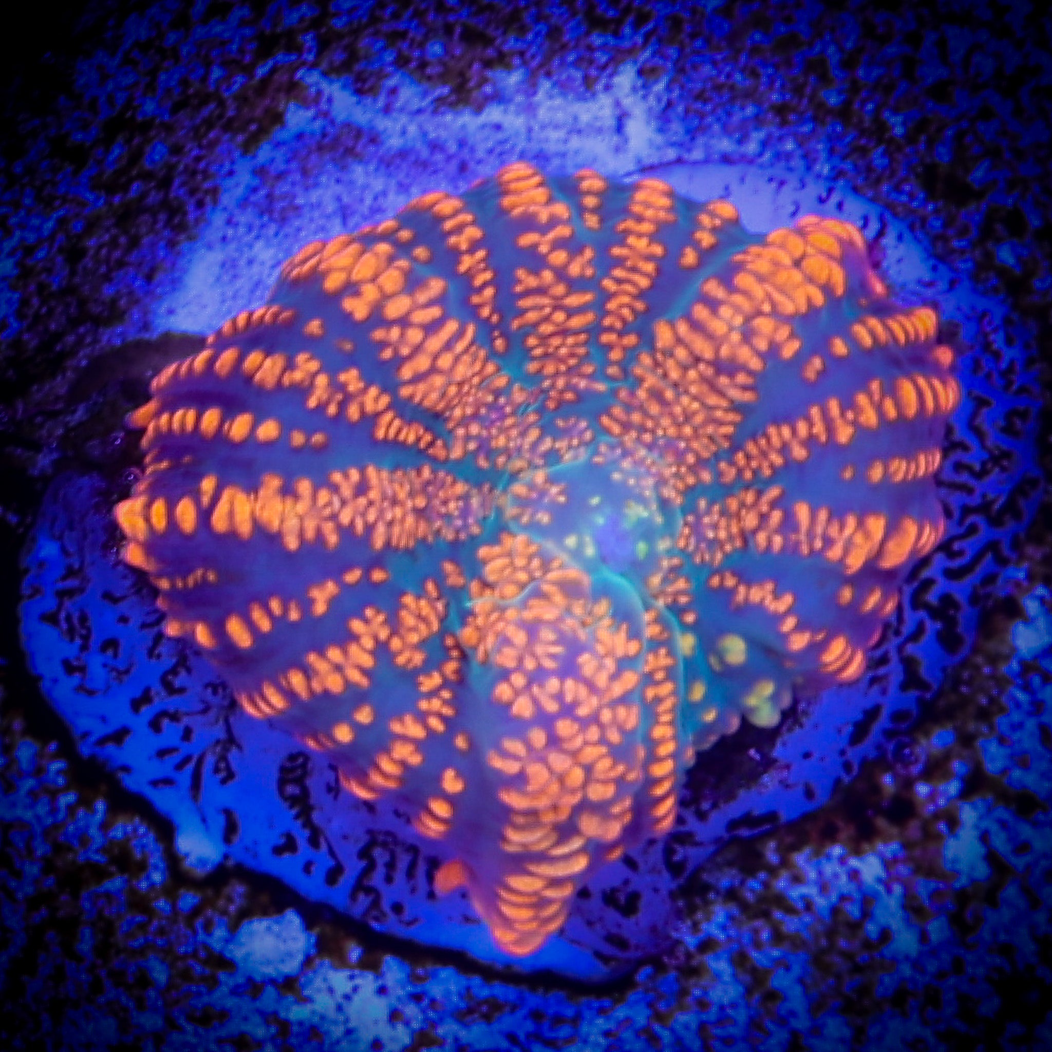 HIPSY GYPSY BULLSEYE MUSHROOM