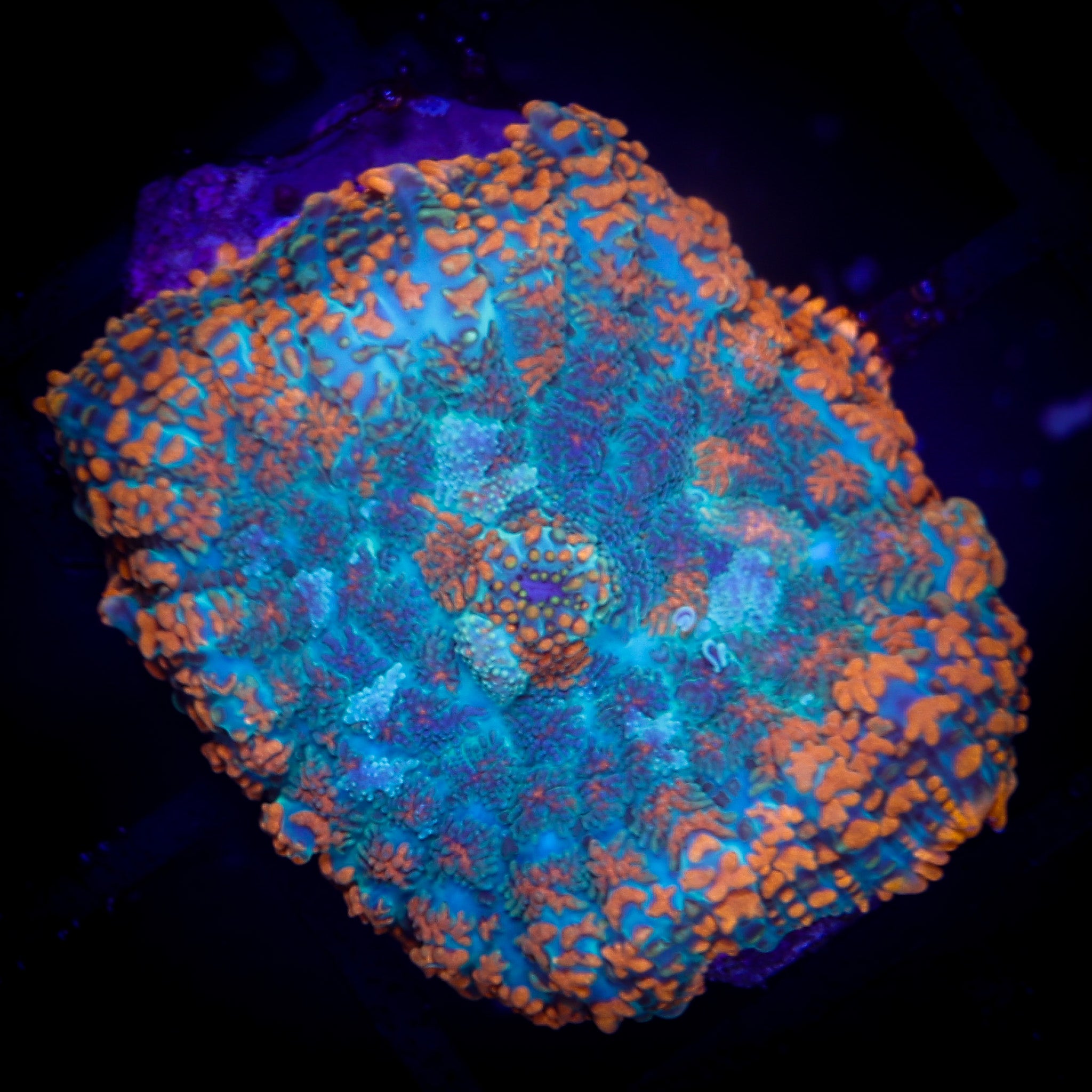 SUB ZERO RHODACTIS MUSHROOM