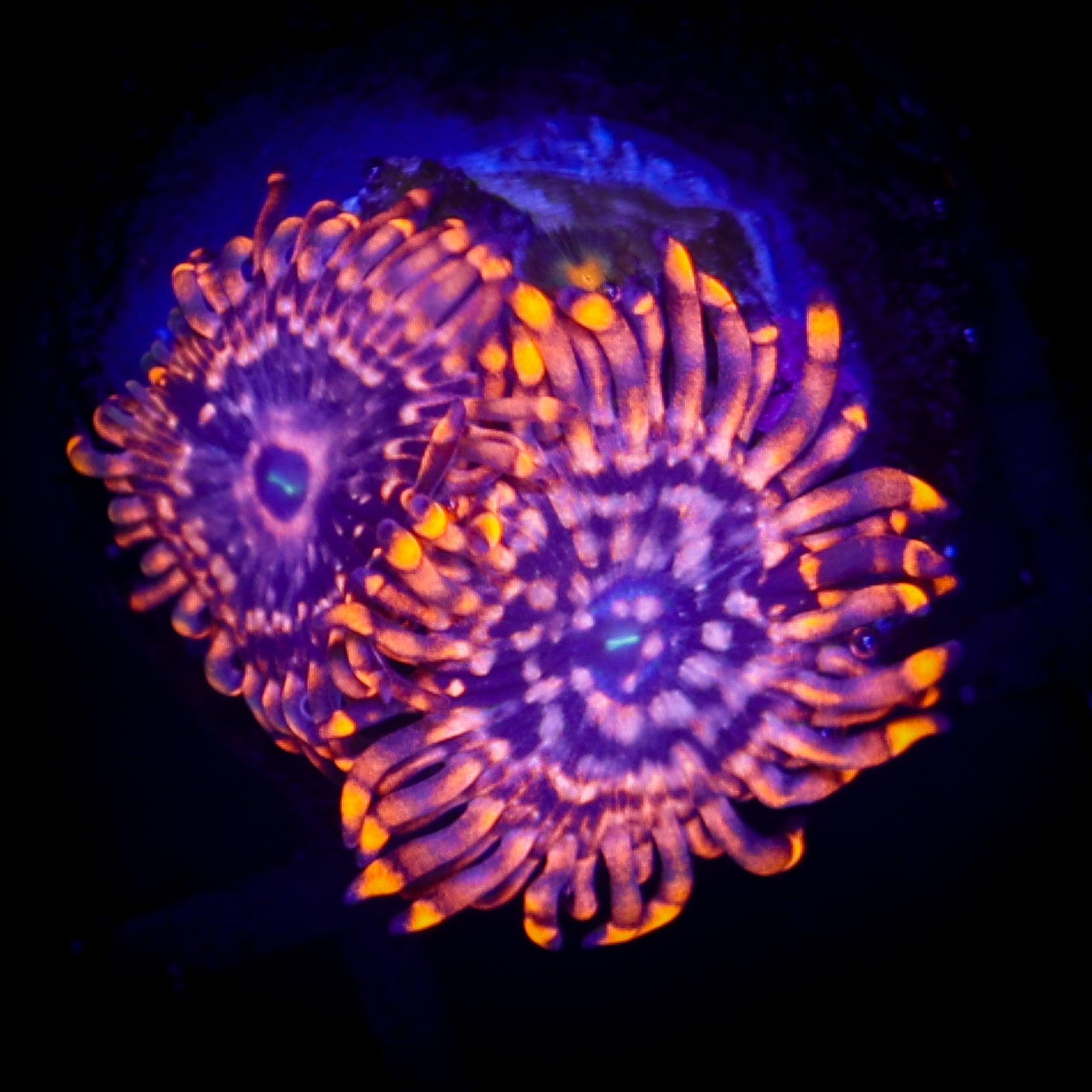 UTTER CHAOS ZOA
