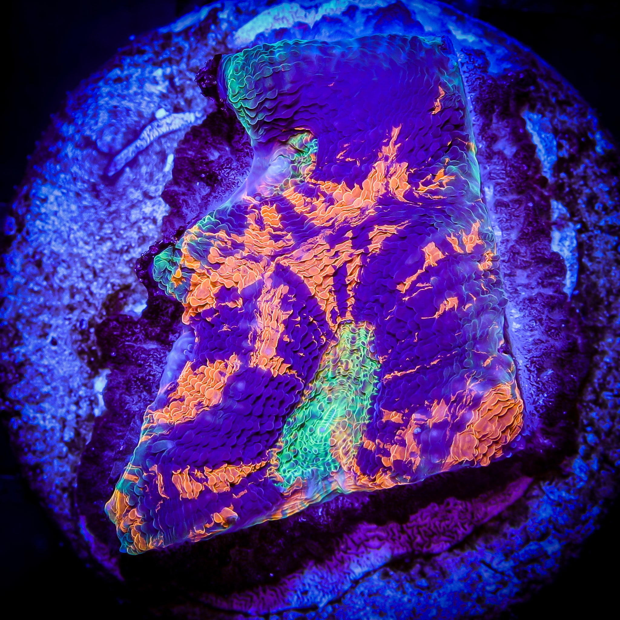 NEON TIGER ACAN ECHINATA