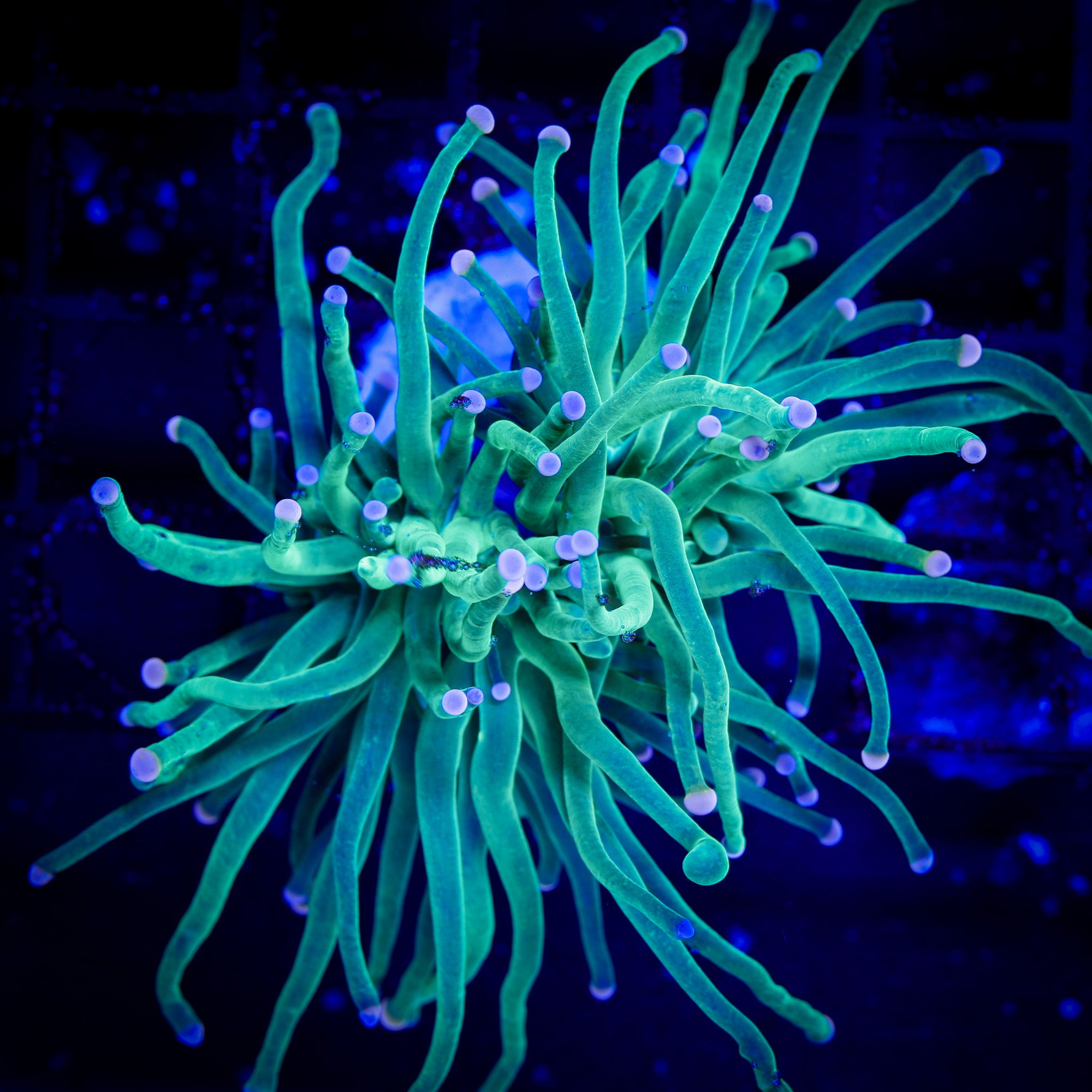 BI-COLOR TIP SKITTLES TORCH