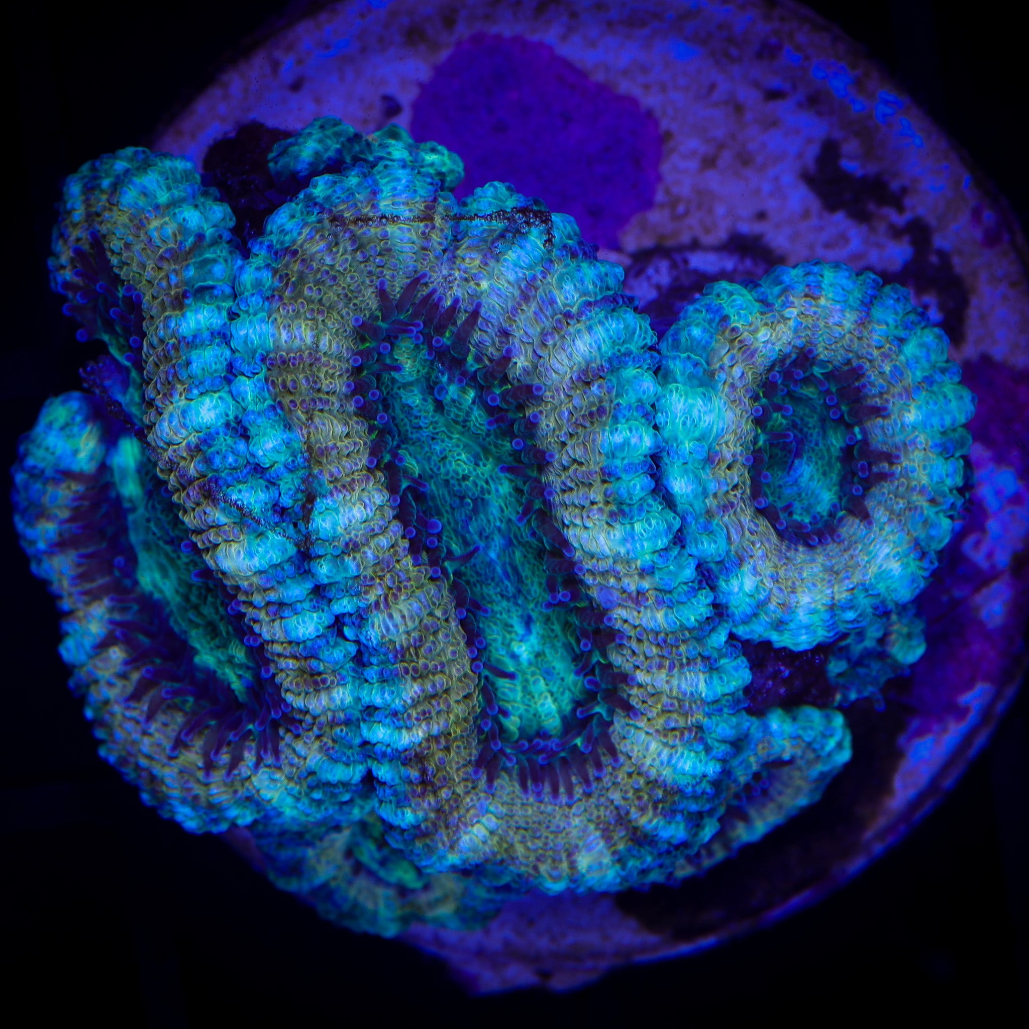 BLUE TIGER ACAN