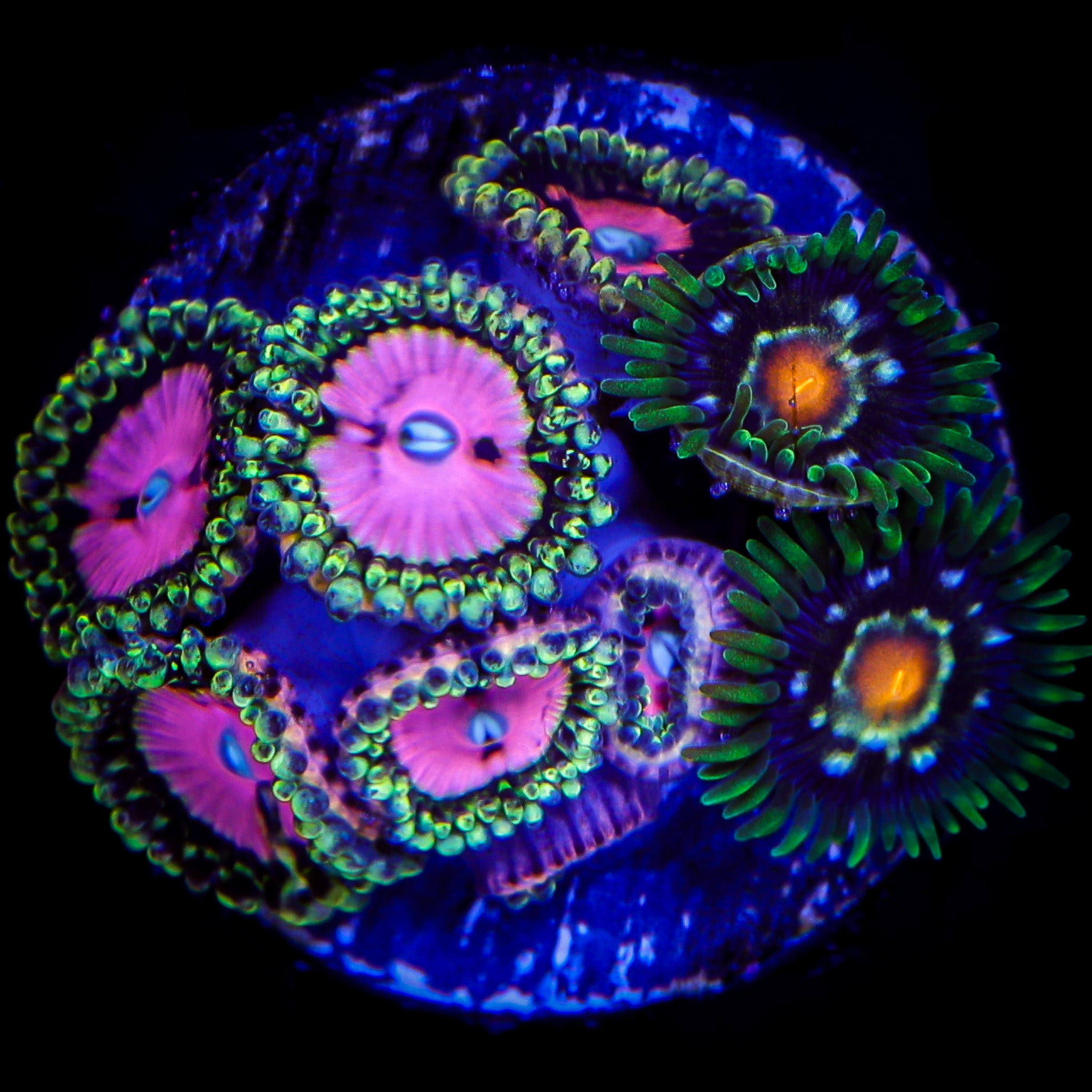PINK DIAMOND/DAISY CUTTER ZOA COMBO