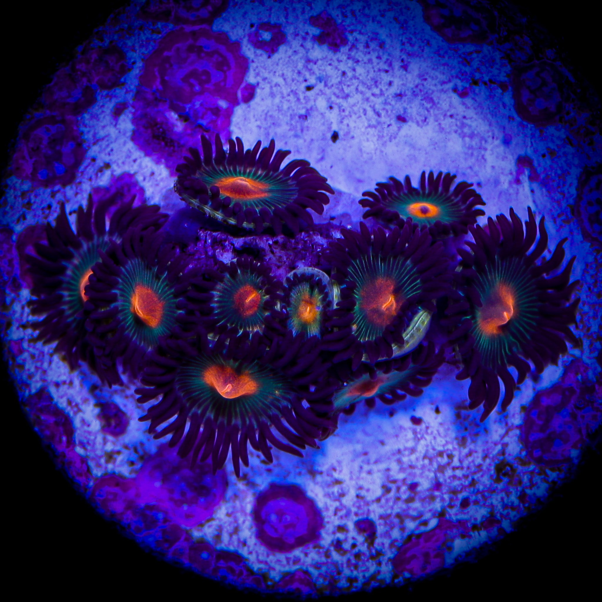 MELTDOWN ZOA