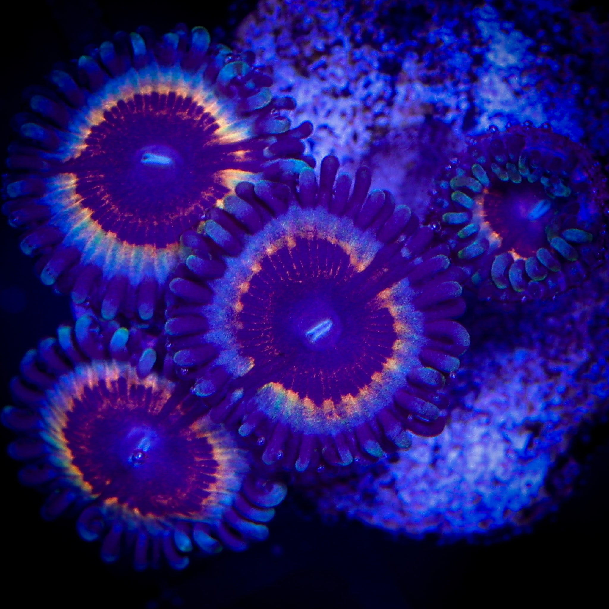 SONIC FLARE ZOA