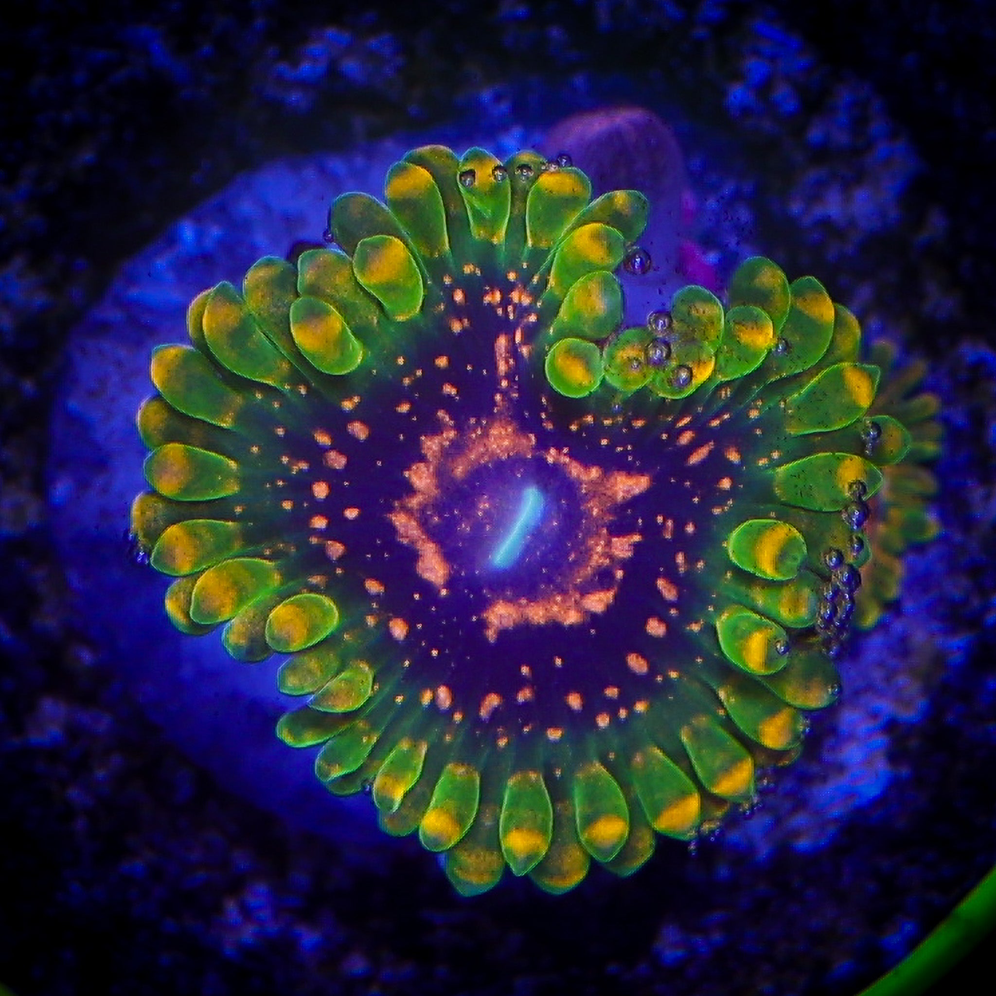 GRANDMASTER KRAKATOA ZOA