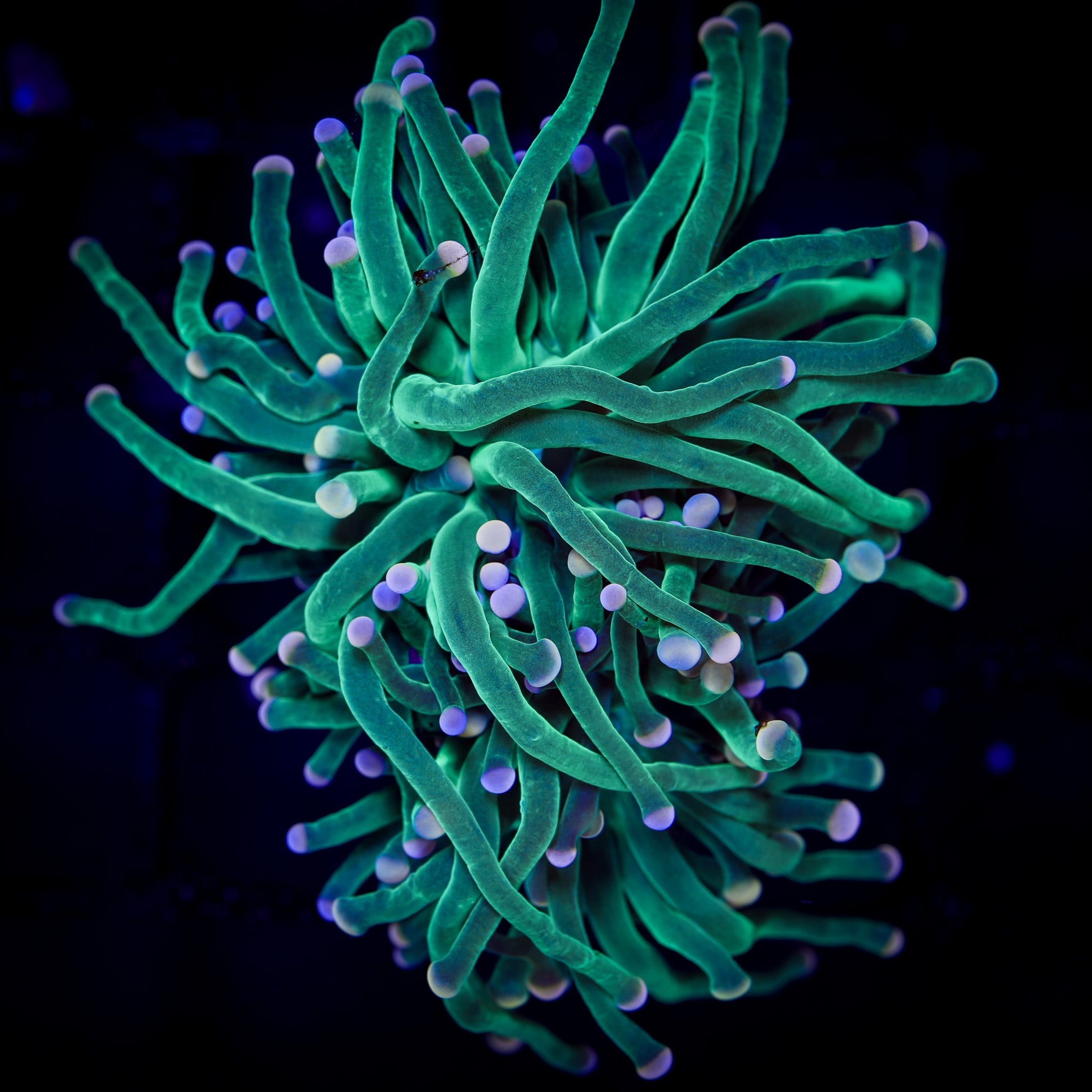 BI-COLOR TIP SKITTLES TORCH