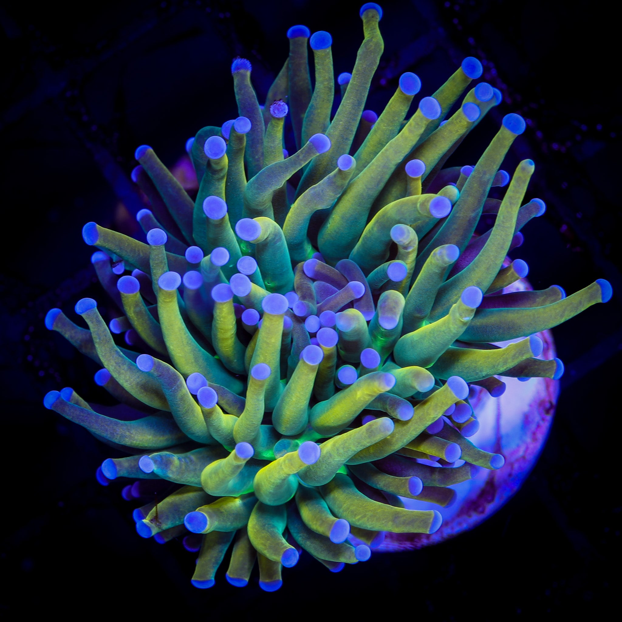 INDO HOLY GRAIL TORCH