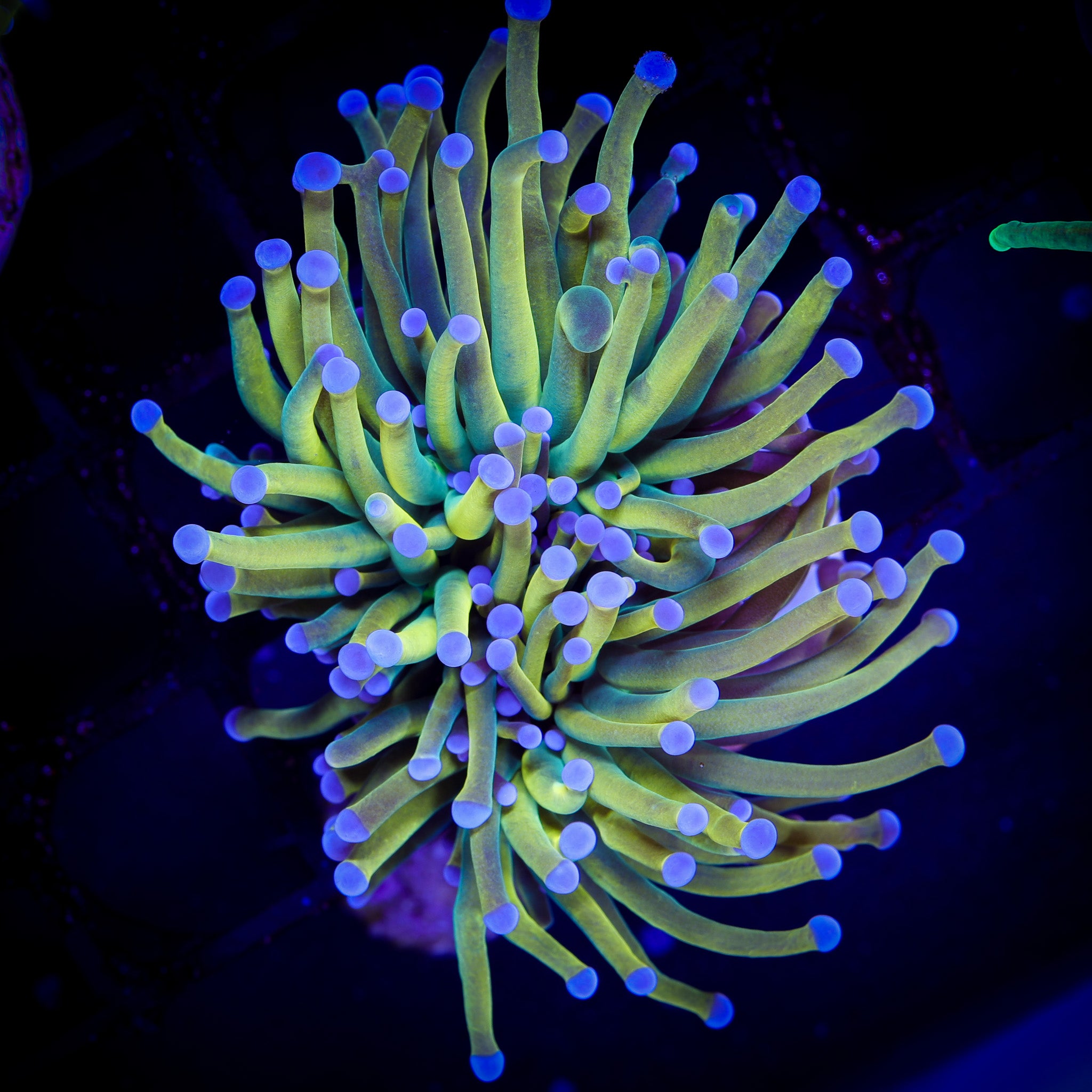 INDO HOLY GRAIL TORCH