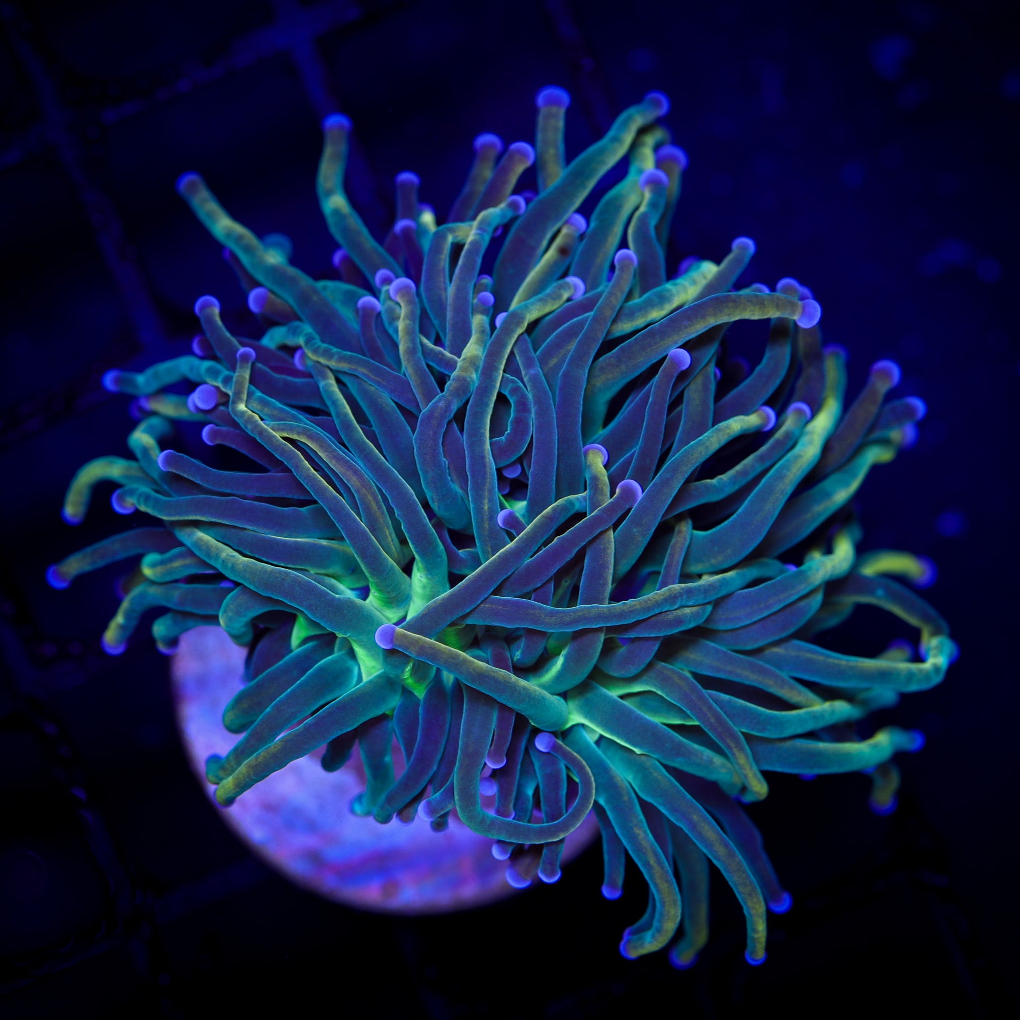 DRAGON TAMER VARIANT TORCH