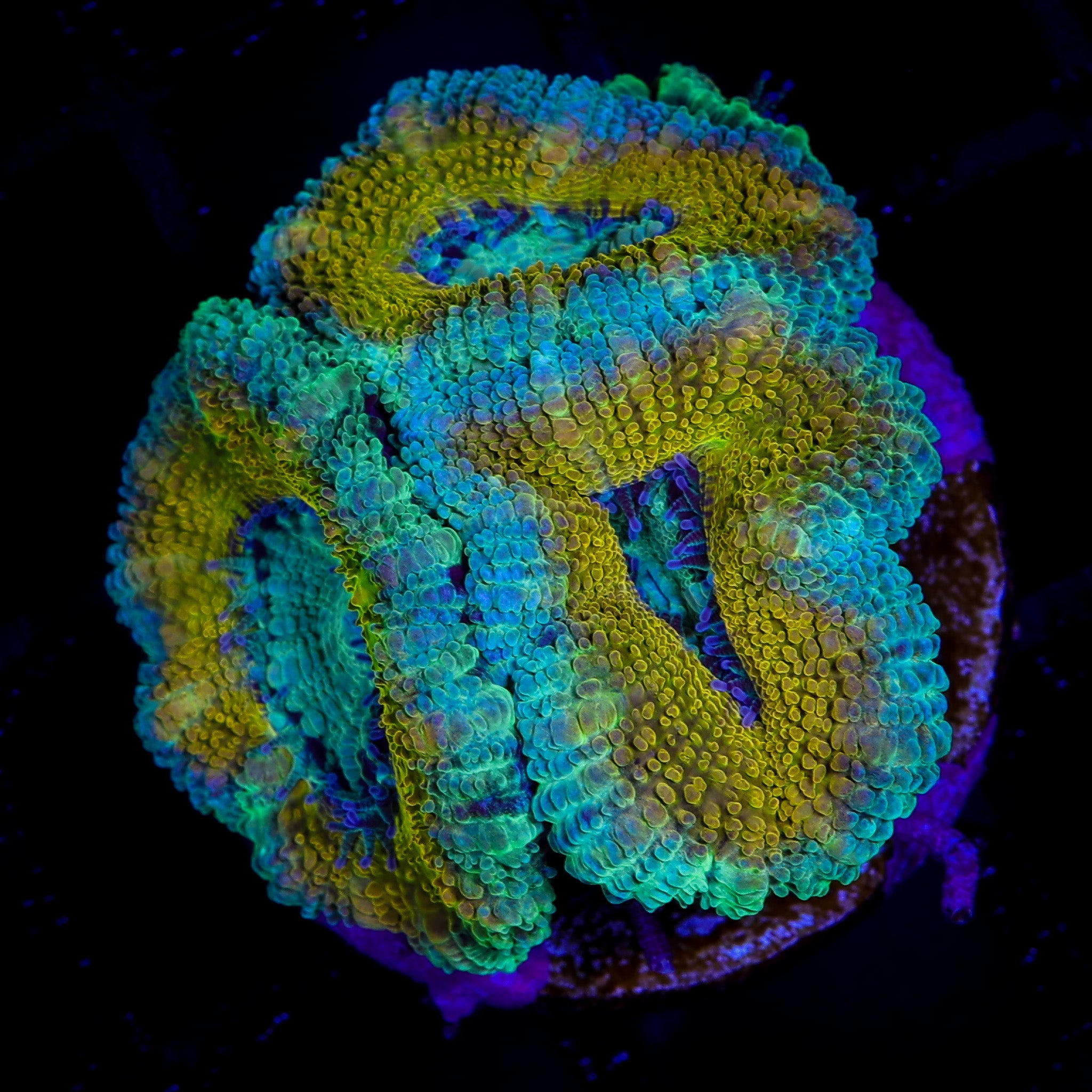 AQUA GOLD ULTRA ACAN