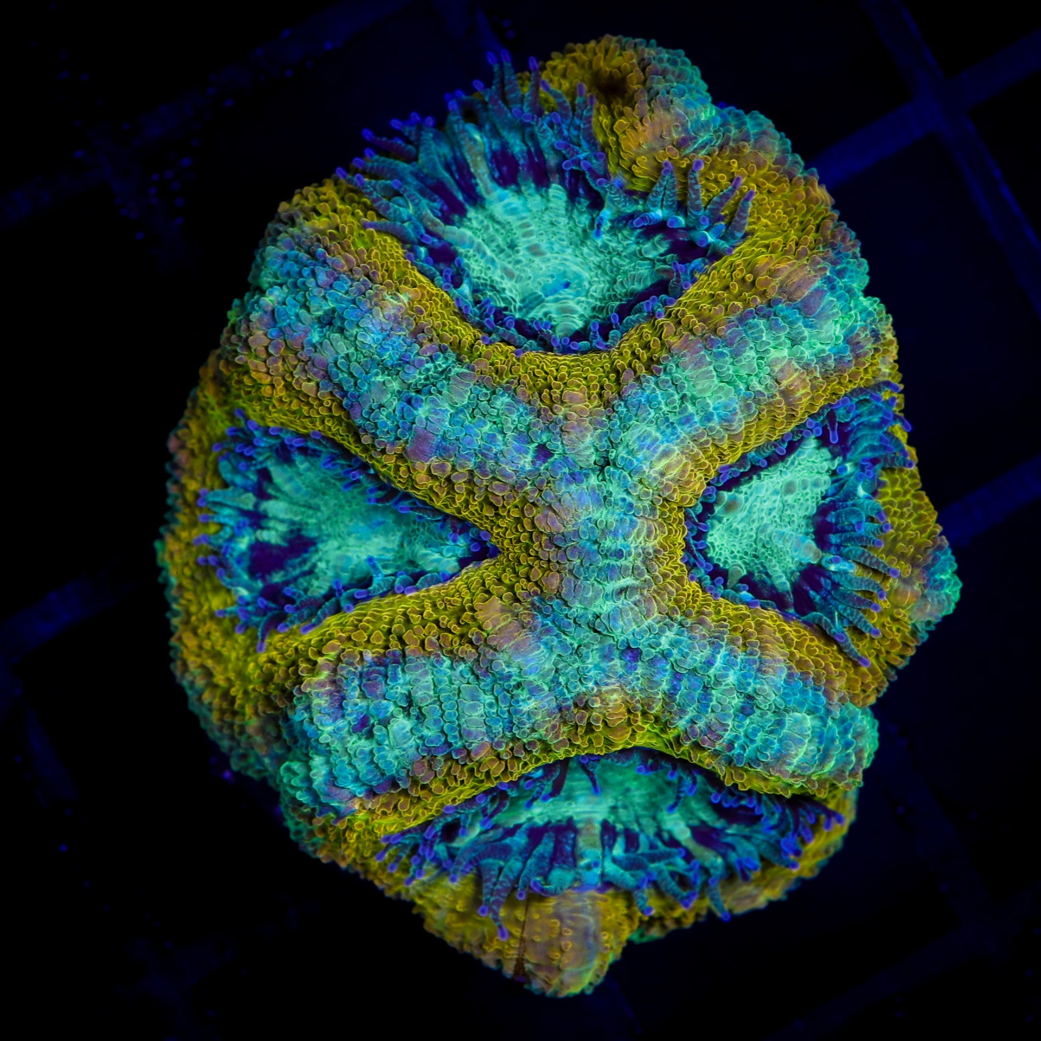 AQUA GOLD ULTRA ACAN