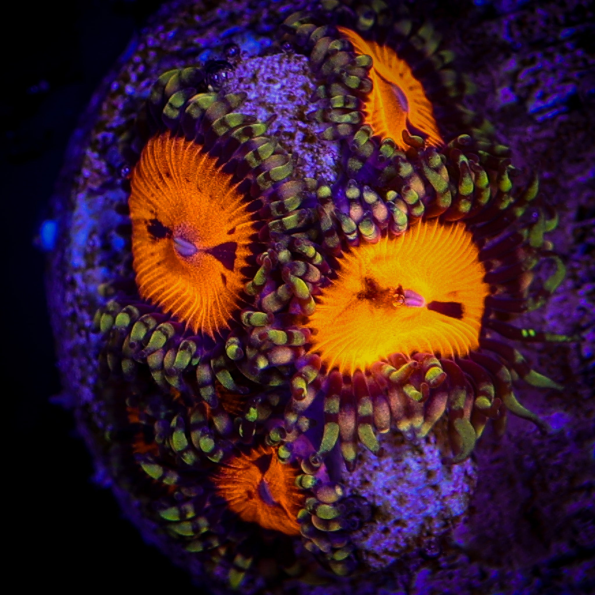WWC BLOOD SUCKER ZOA